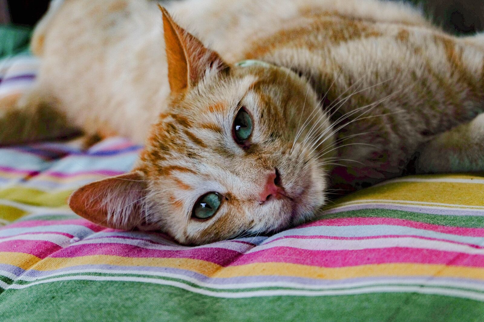 Fujifilm X-E2 + Fujifilm XC 16-50mm F3.5-5.6 OIS II sample photo. Cat, orange, animals photography