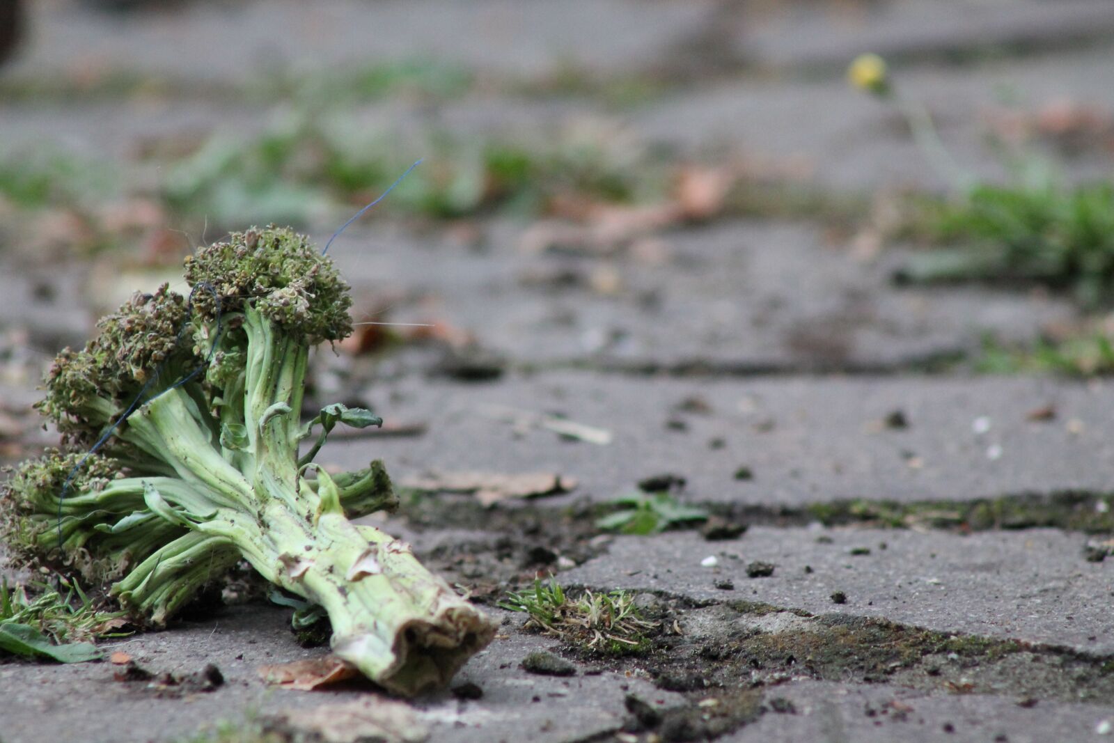 Canon EF75-300mm f/4-5.6 sample photo. Broccoli, rot, leftovers photography