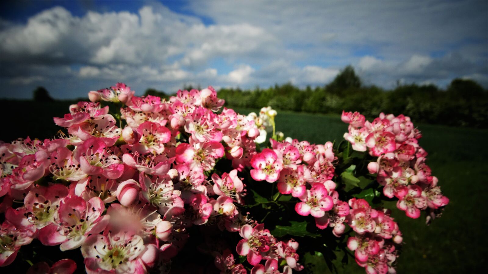 Sony Cyber-shot DSC-HX300 sample photo. Flowers, pink, hedge photography