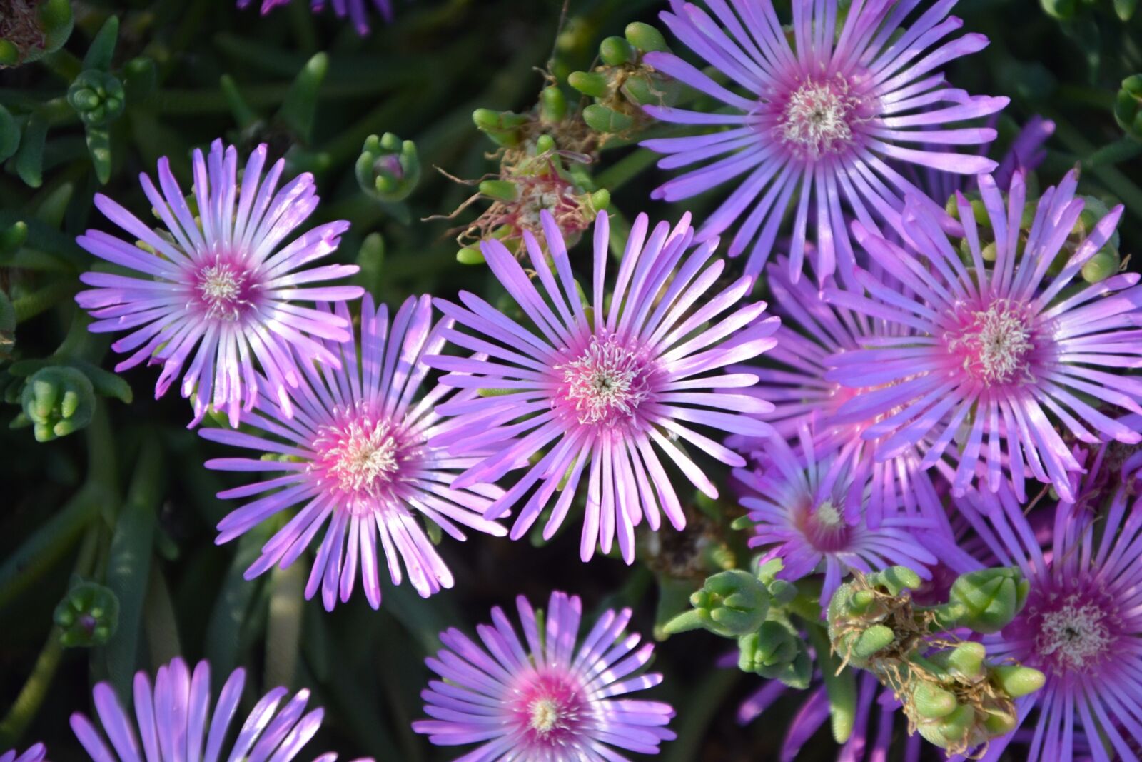 Nikon D5200 sample photo. Flowers, purple, garden photography