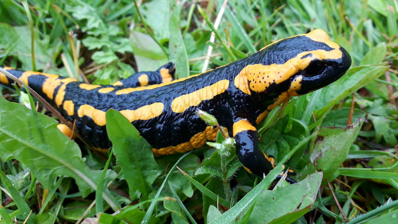 Samsung Galaxy A3(2017) sample photo. Fire salamander, salamander, amphibian photography