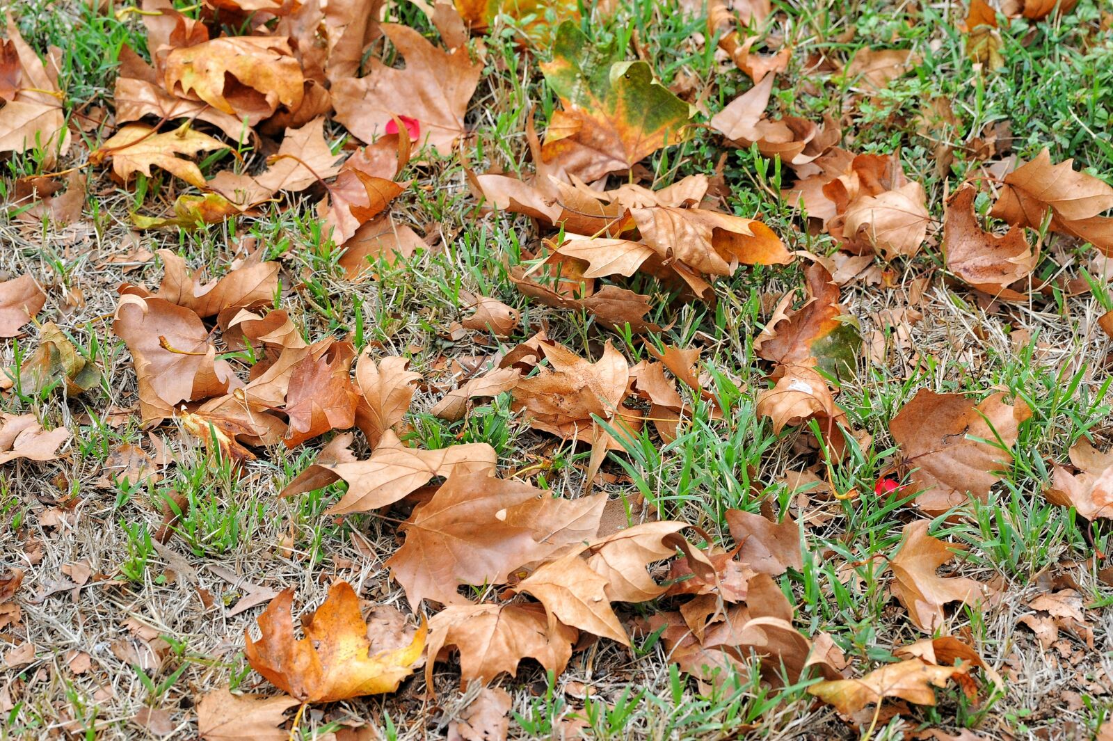 Nikon D700 sample photo. Leaves, prato, autumn photography