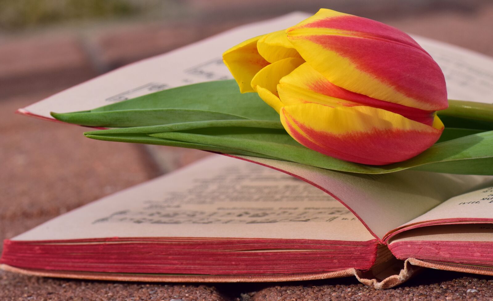 Nikon D3300 sample photo. Book, tulip, romantic photography