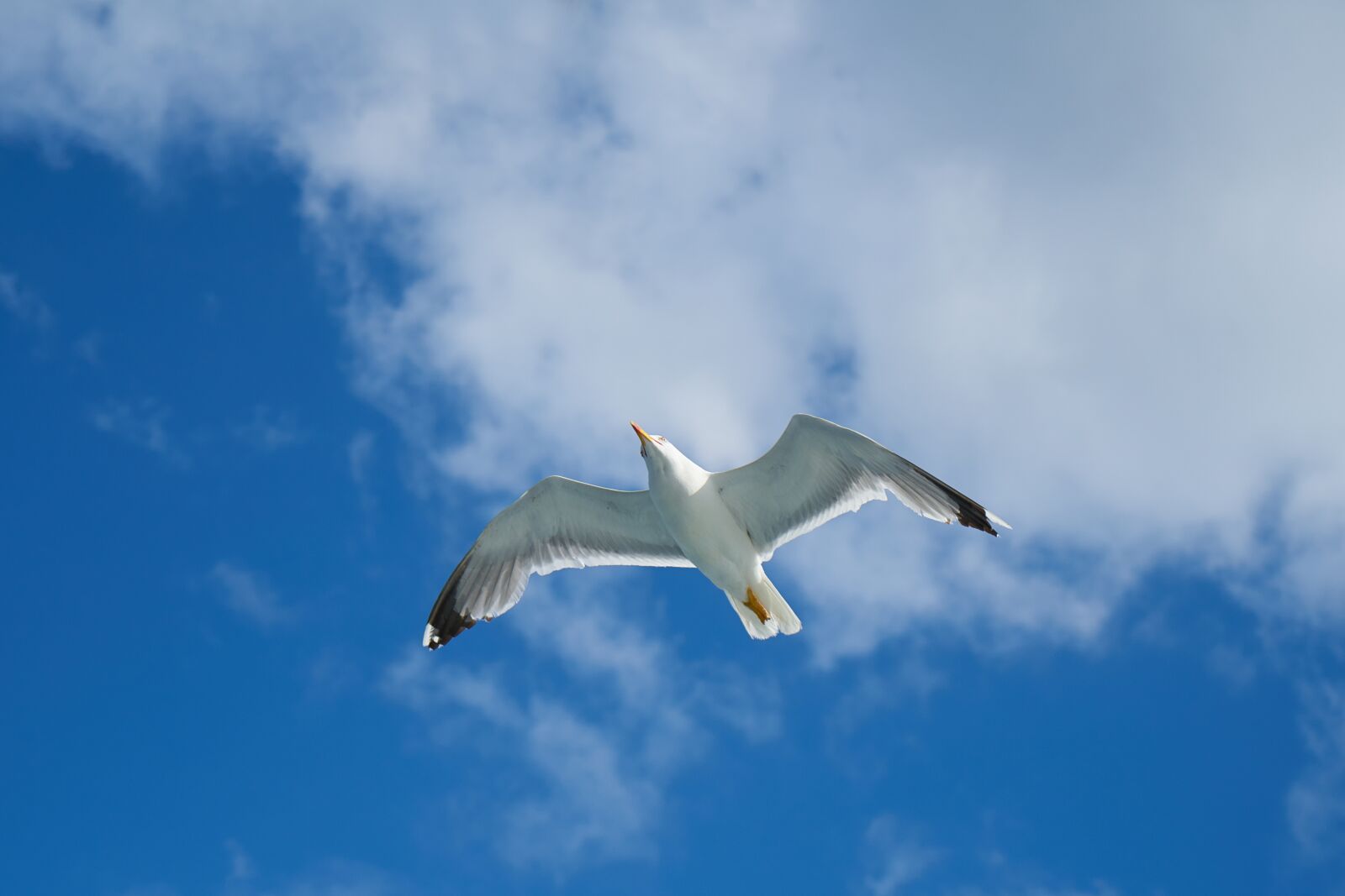Sony a7R II + Sony Vario Tessar T* FE 24-70mm F4 ZA OSS sample photo. Seagull, bird, birds photography