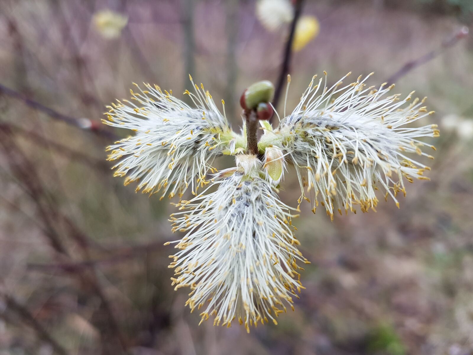 Samsung Galaxy S7 sample photo. Spring, flora, blossom photography