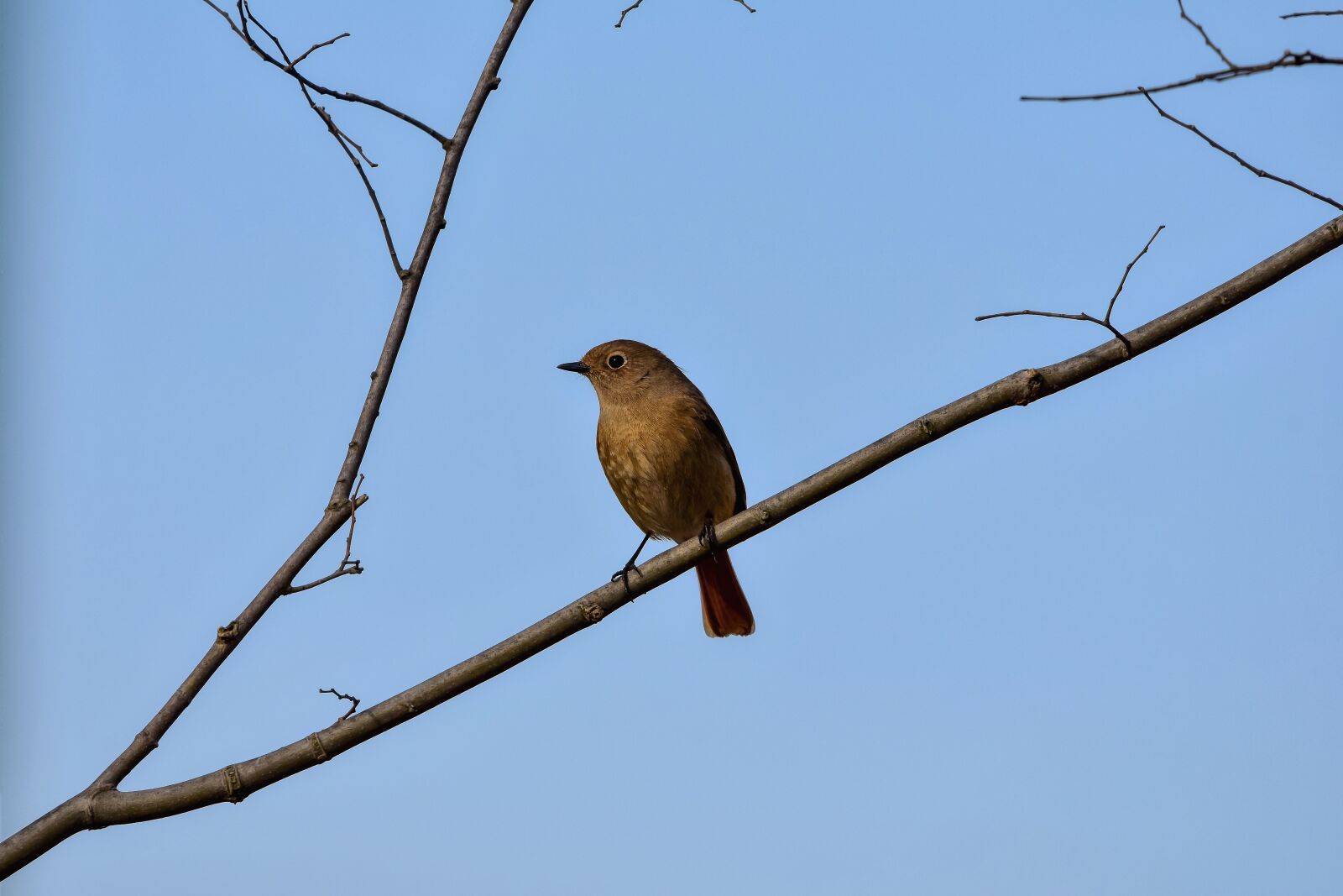 Nikon D7200 sample photo. Animal, sky, forest photography