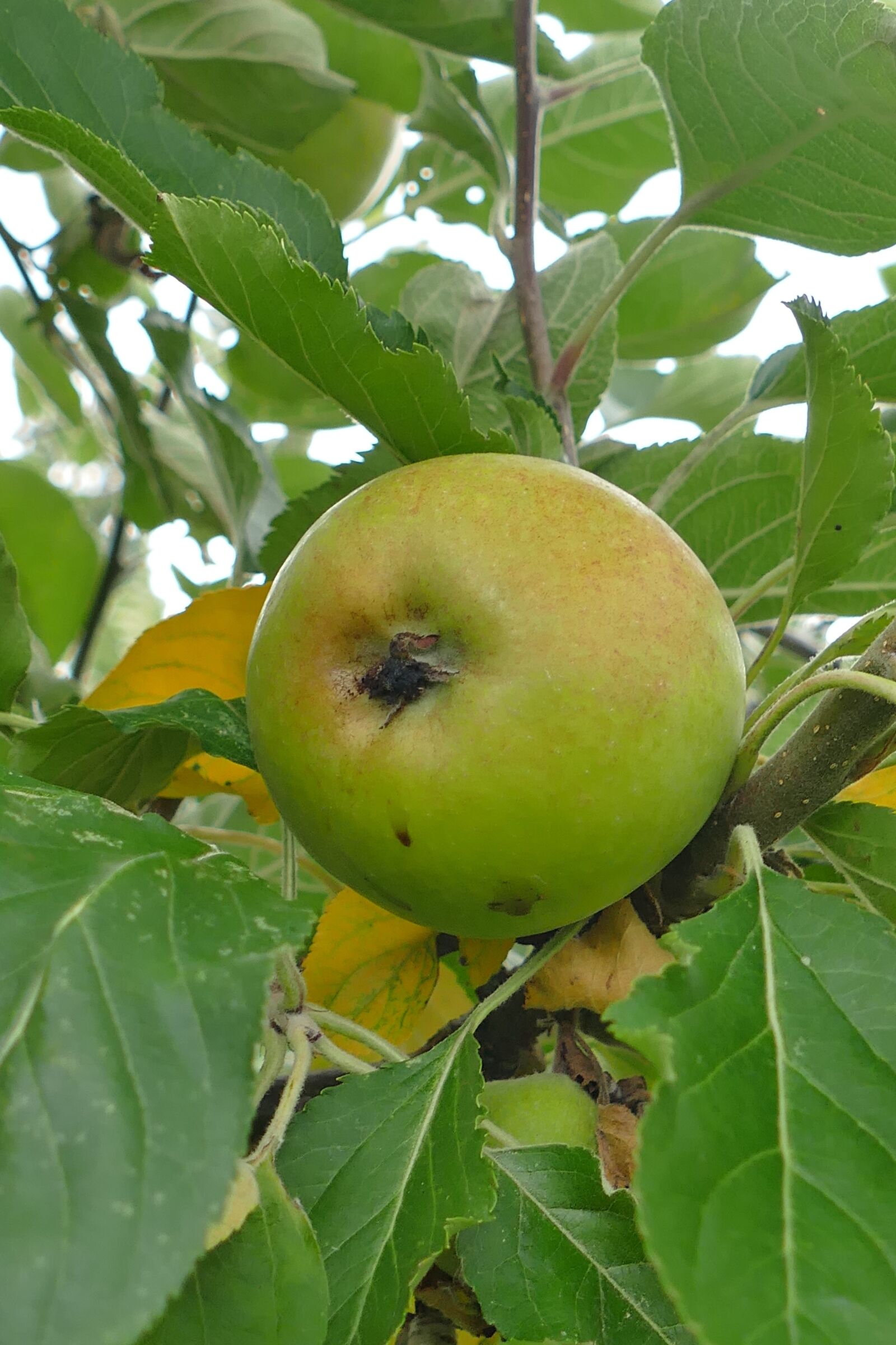 Panasonic Lumix DMC-FZ1000 sample photo. Apple, tree, fruit photography