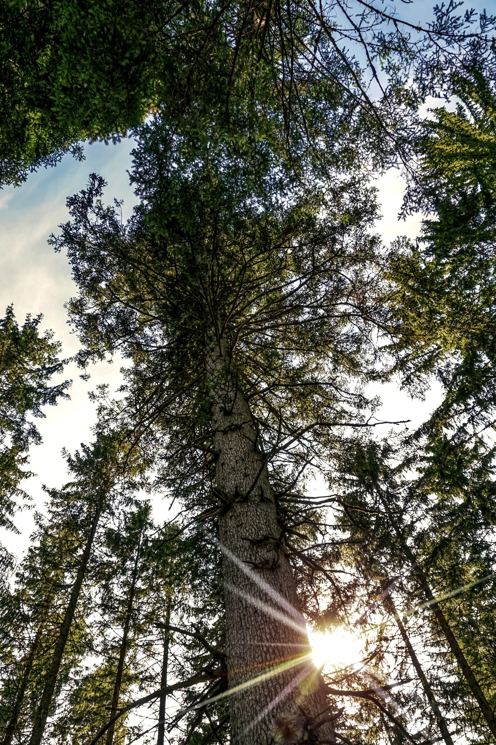 Sony DT 18-135mm F3.5-5.6 SAM sample photo. Forest, fir forest, coniferous photography