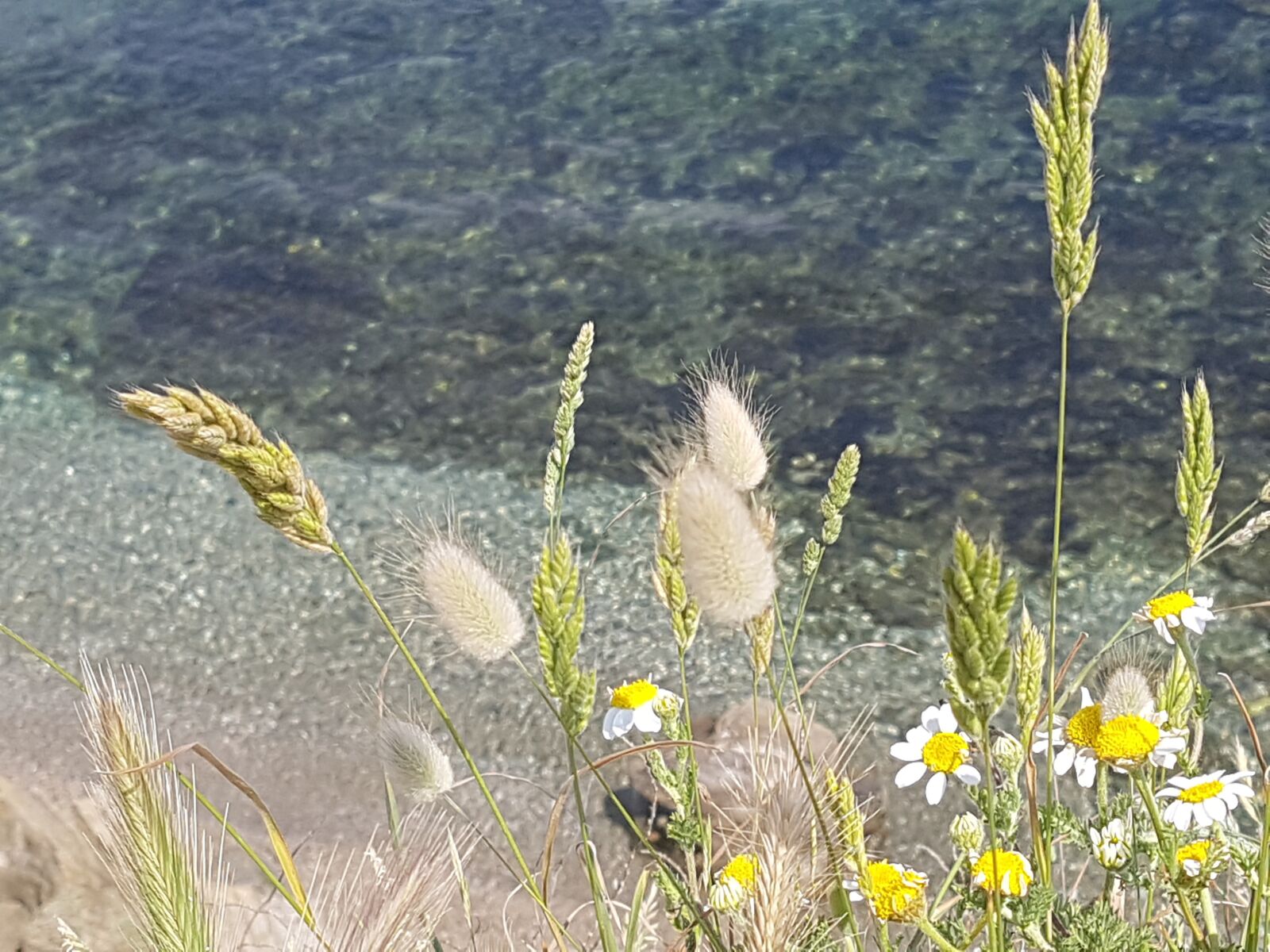 Samsung Galaxy S7 sample photo. Grasses, spikes, summer photography