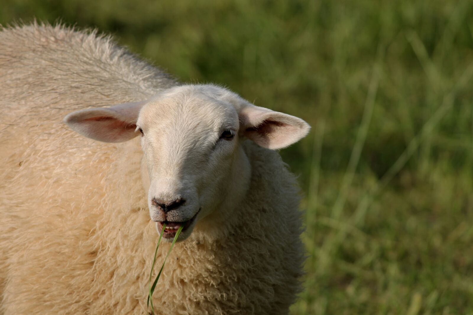Canon EOS 1100D (EOS Rebel T3 / EOS Kiss X50) sample photo. Sheep, eating, eats photography