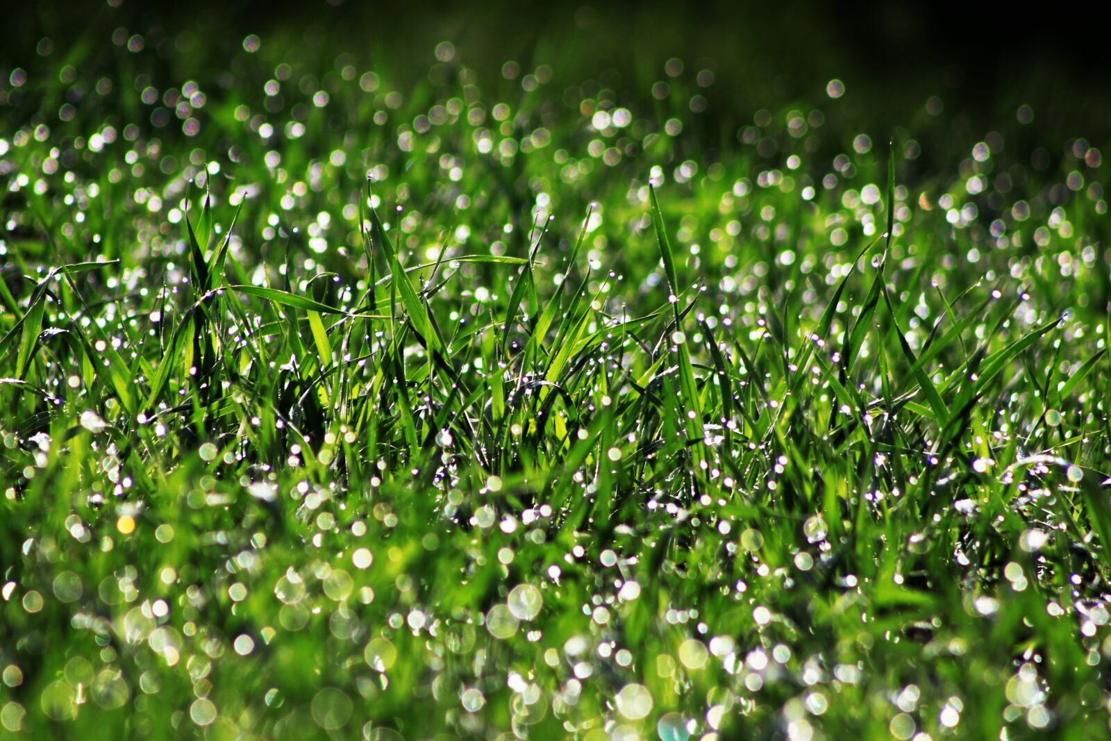 Canon EOS 500D (EOS Rebel T1i / EOS Kiss X3) sample photo. Field, wheat, spike photography