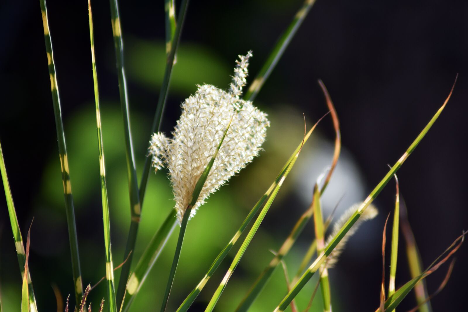 Nikon D3400 sample photo. Garden, plant, macro photography