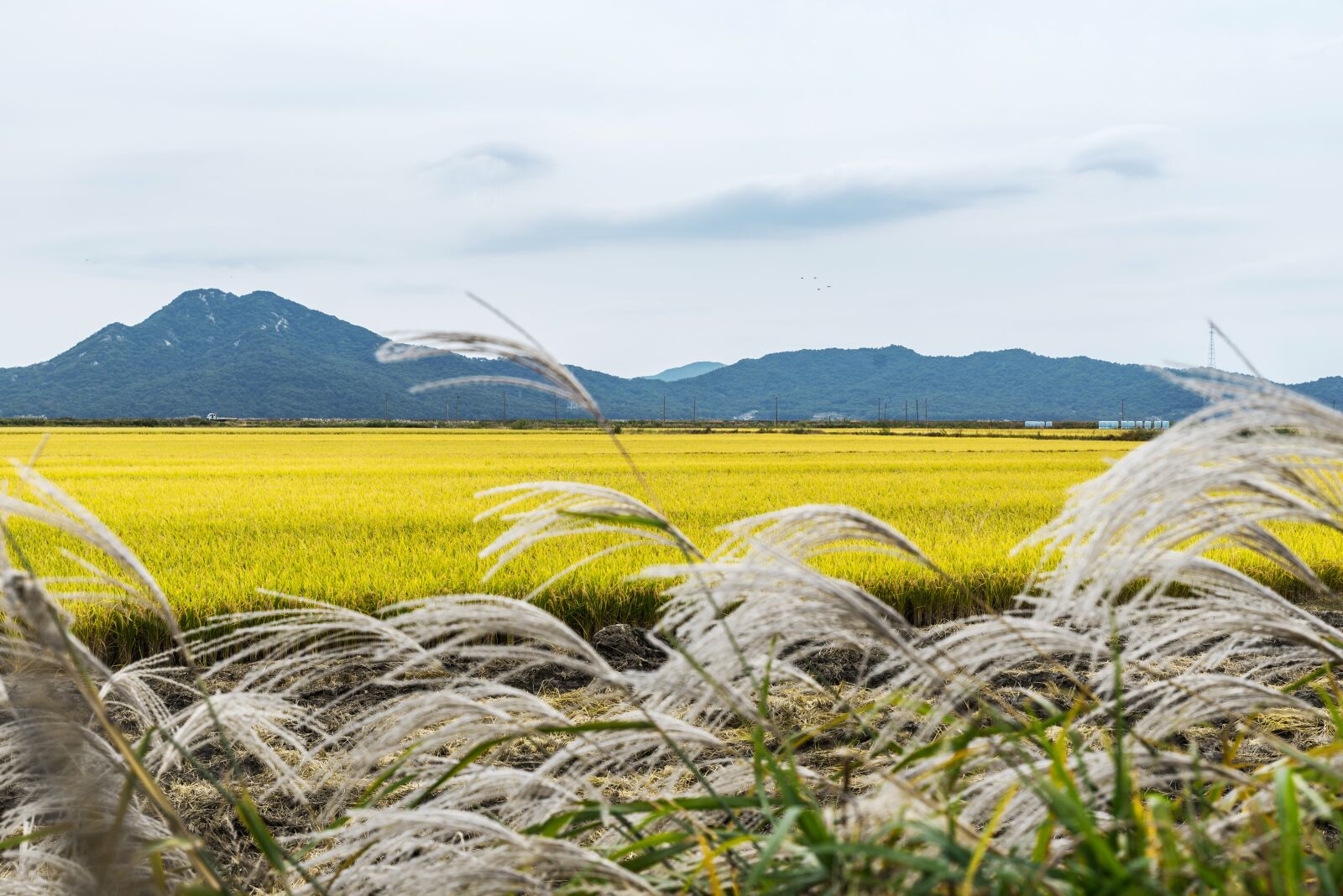 Nikon D750 sample photo. Korea, incheon, ganghwado photography