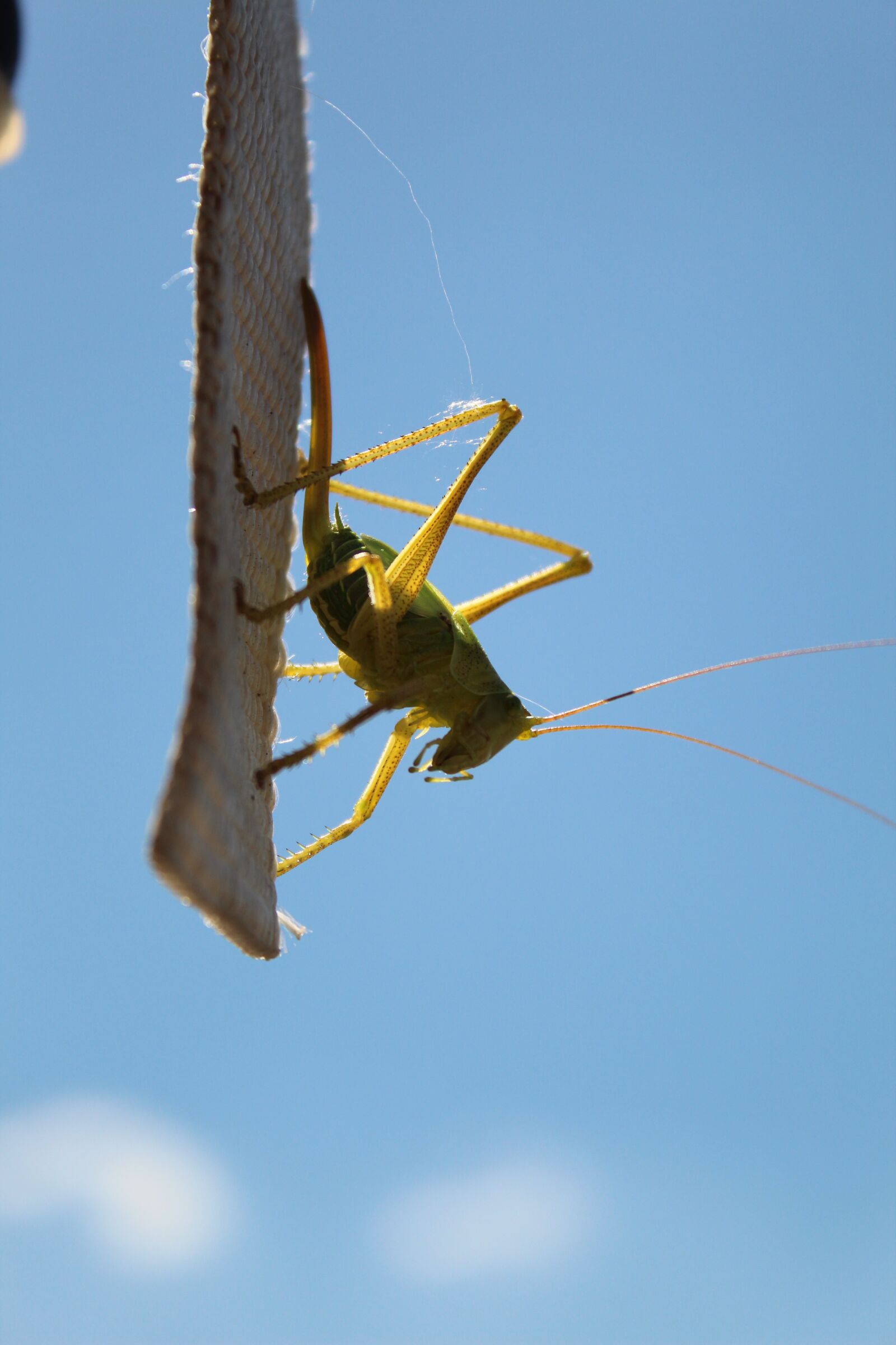 Canon EOS 1300D (EOS Rebel T6 / EOS Kiss X80) sample photo. Small animal, insect, animal photography