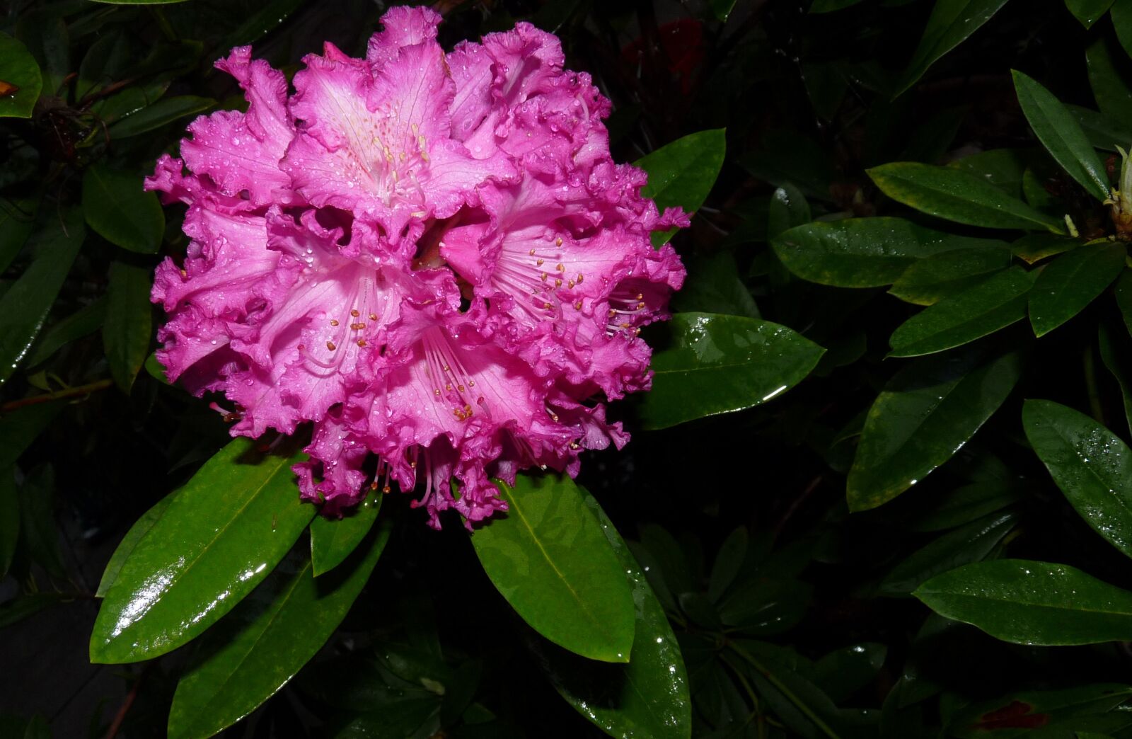 Panasonic Lumix DMC-FZ28 sample photo. Rhododendron, flower, raindrops photography
