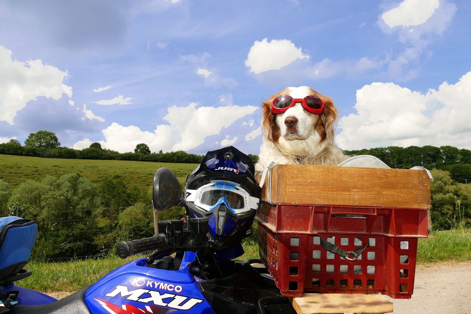 Panasonic Lumix DMC-FZ1000 sample photo. Dog, nature, motorcycle photography