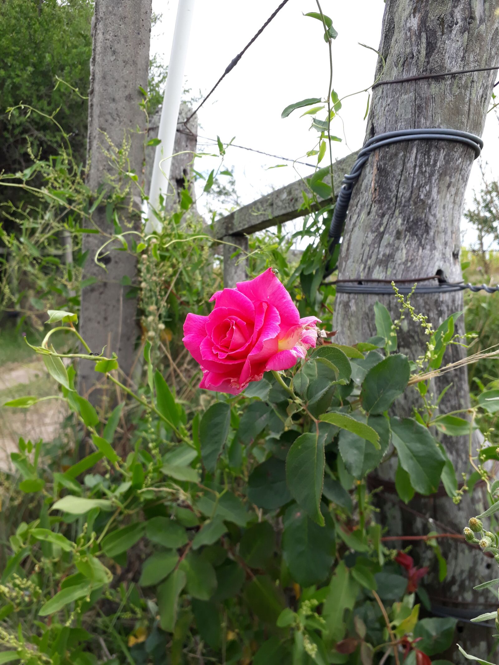 Samsung Galaxy J5 Prime sample photo. Rosa, rose, flower photography