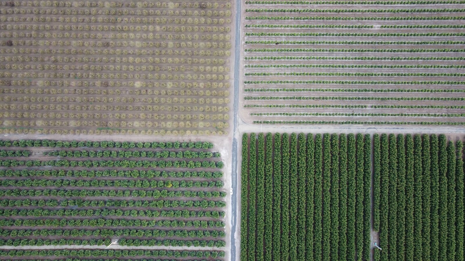 DJI FC220 sample photo. Aerial view, california, plantation photography