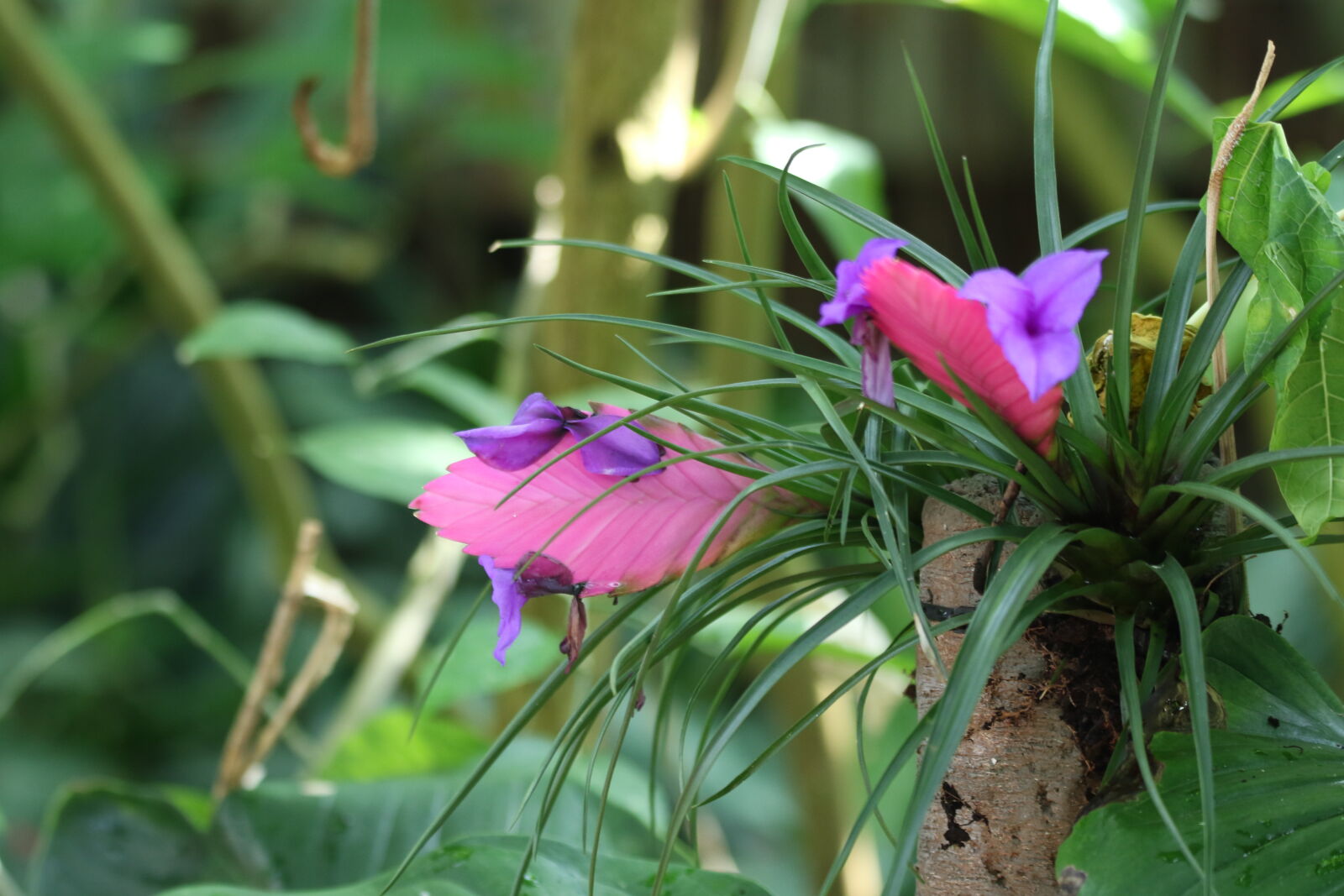 Canon EOS 7D Mark II sample photo. Colorful, exotic, exotic, flower photography