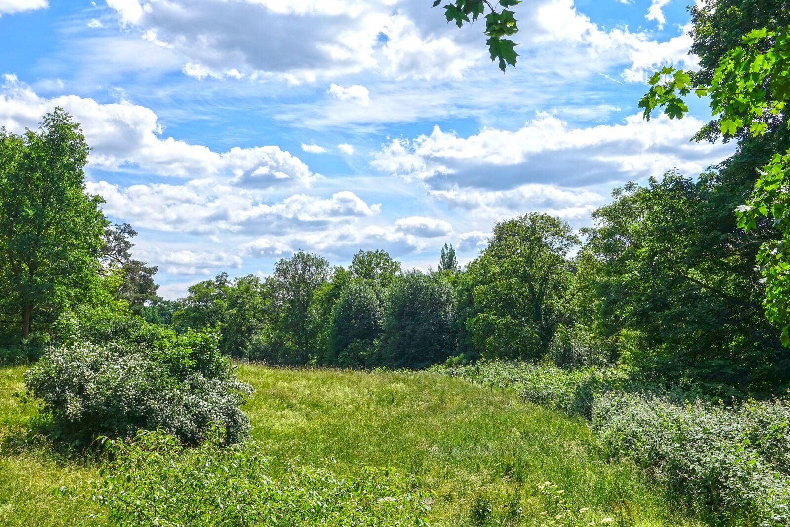 Sony Cyber-shot DSC-RX100 III sample photo. Nature, field, tree photography