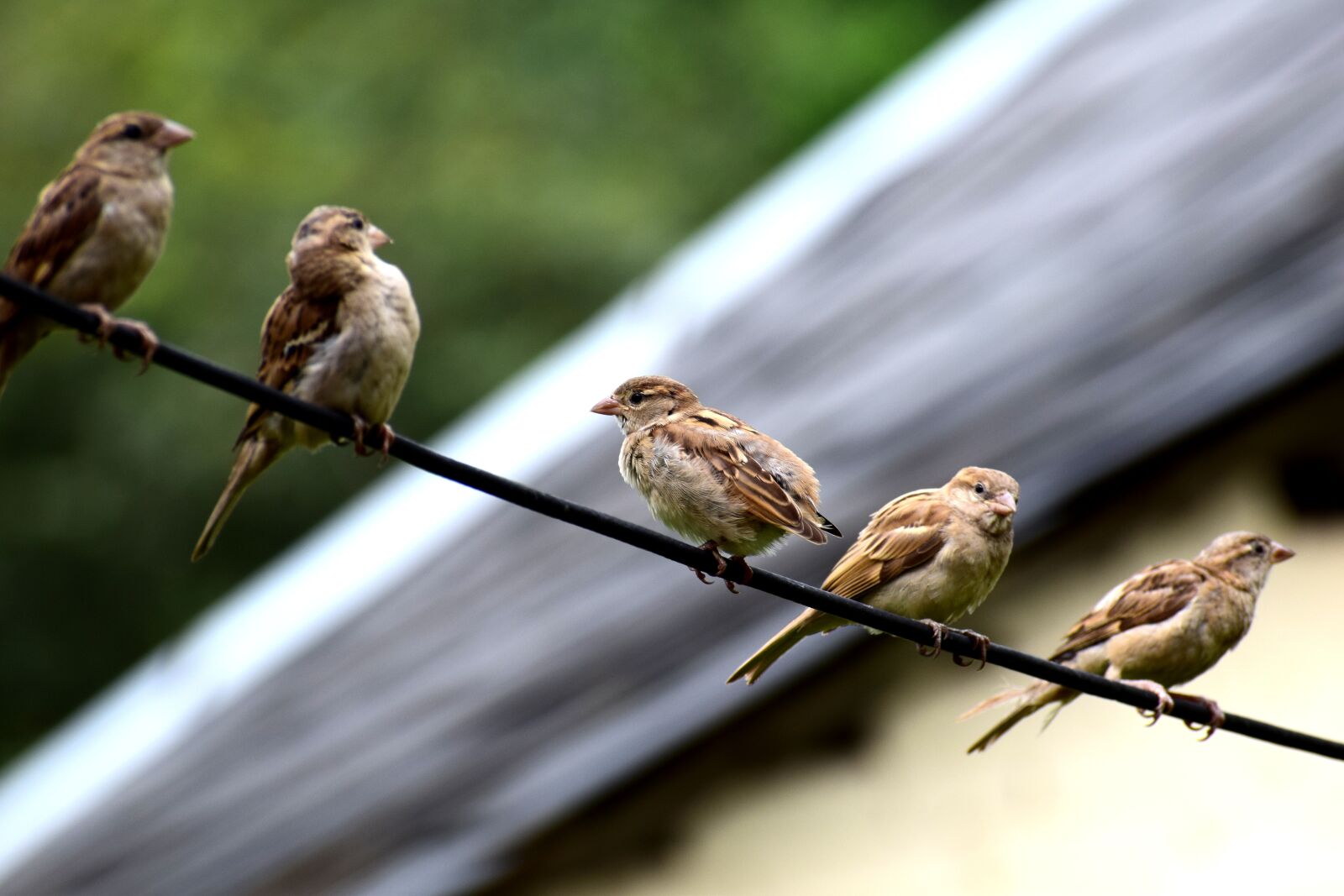 Nikon D3300 sample photo. Bird, sparrow, nature photography