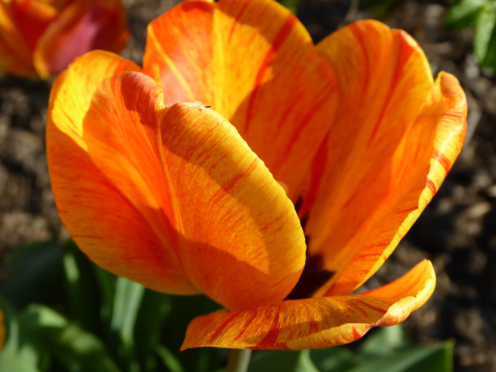 Panasonic DMC-TZ61 sample photo. Tulip, flowers, spring photography
