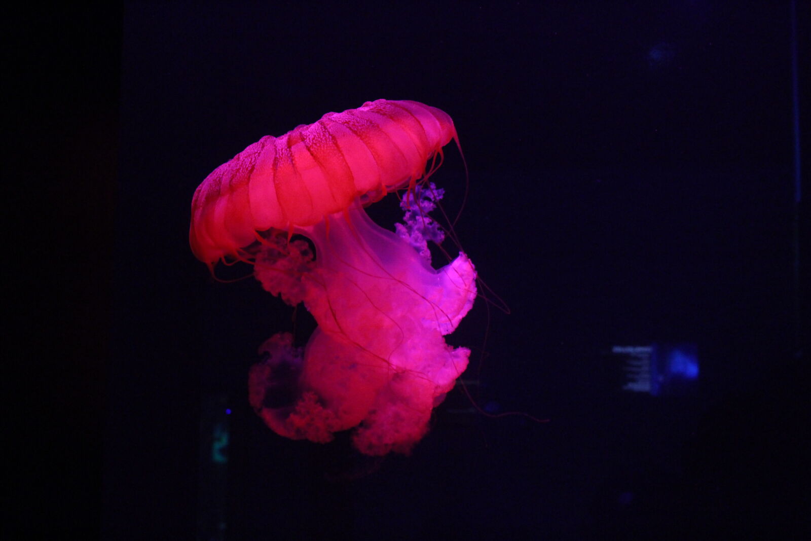 Canon EOS 700D (EOS Rebel T5i / EOS Kiss X7i) sample photo. Colorful, fish, jelly, jellyfish photography