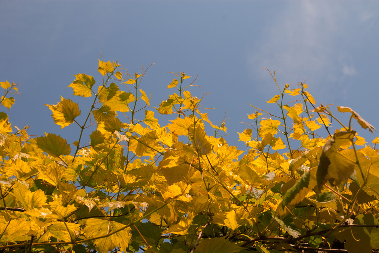 Pentax *ist DS sample photo