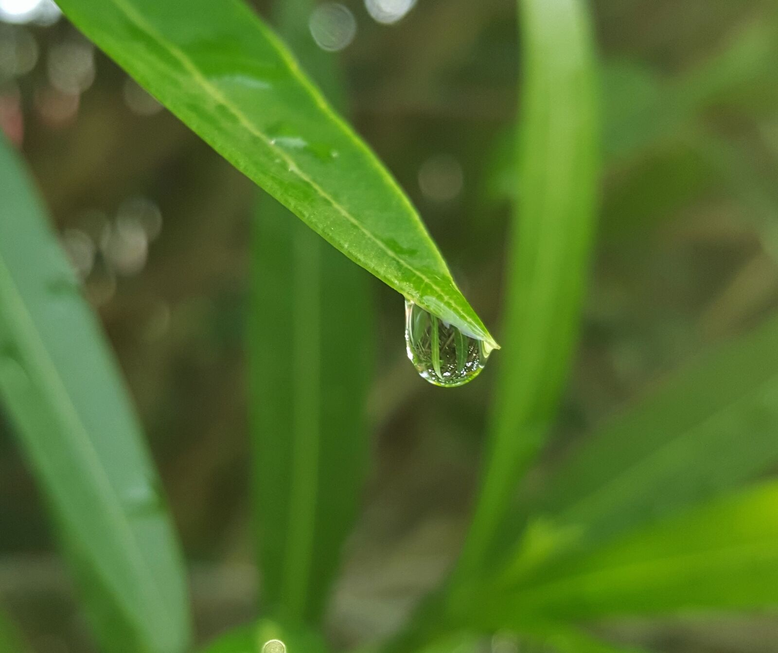 Samsung Galaxy Note5 sample photo. Leaf, leaves, oleander photography