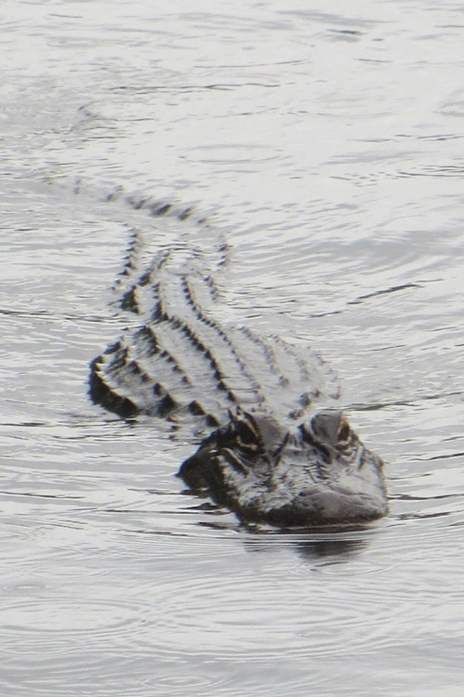 Canon PowerShot SX260 HS sample photo. Alligator, reptile, danger photography