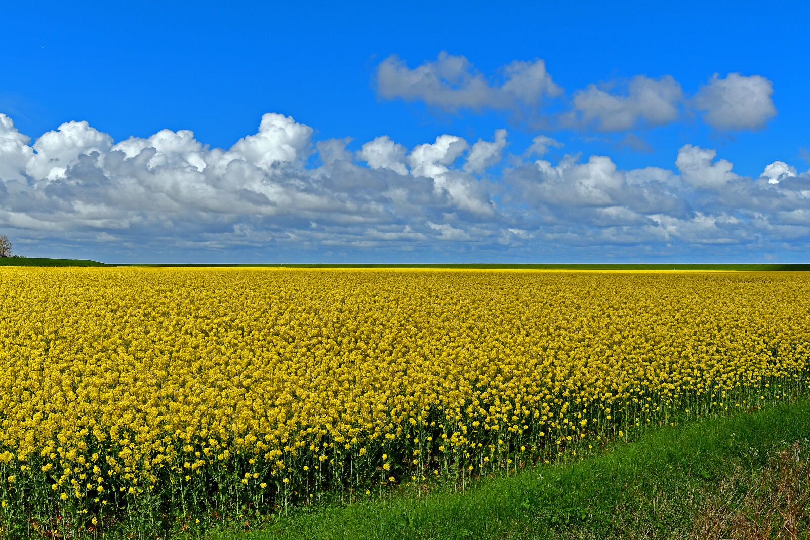 Nikon D500 sample photo. Field of rapeseeds, yellow photography