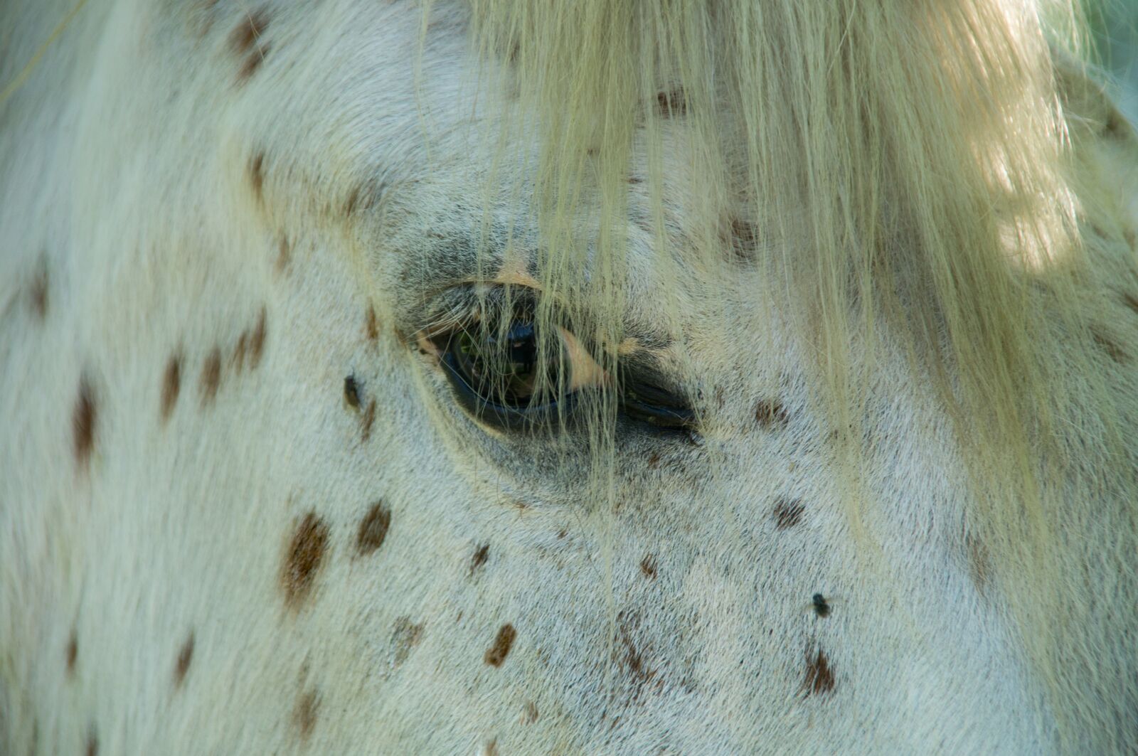 Sony SLT-A57 sample photo. Horse, eye, close up photography