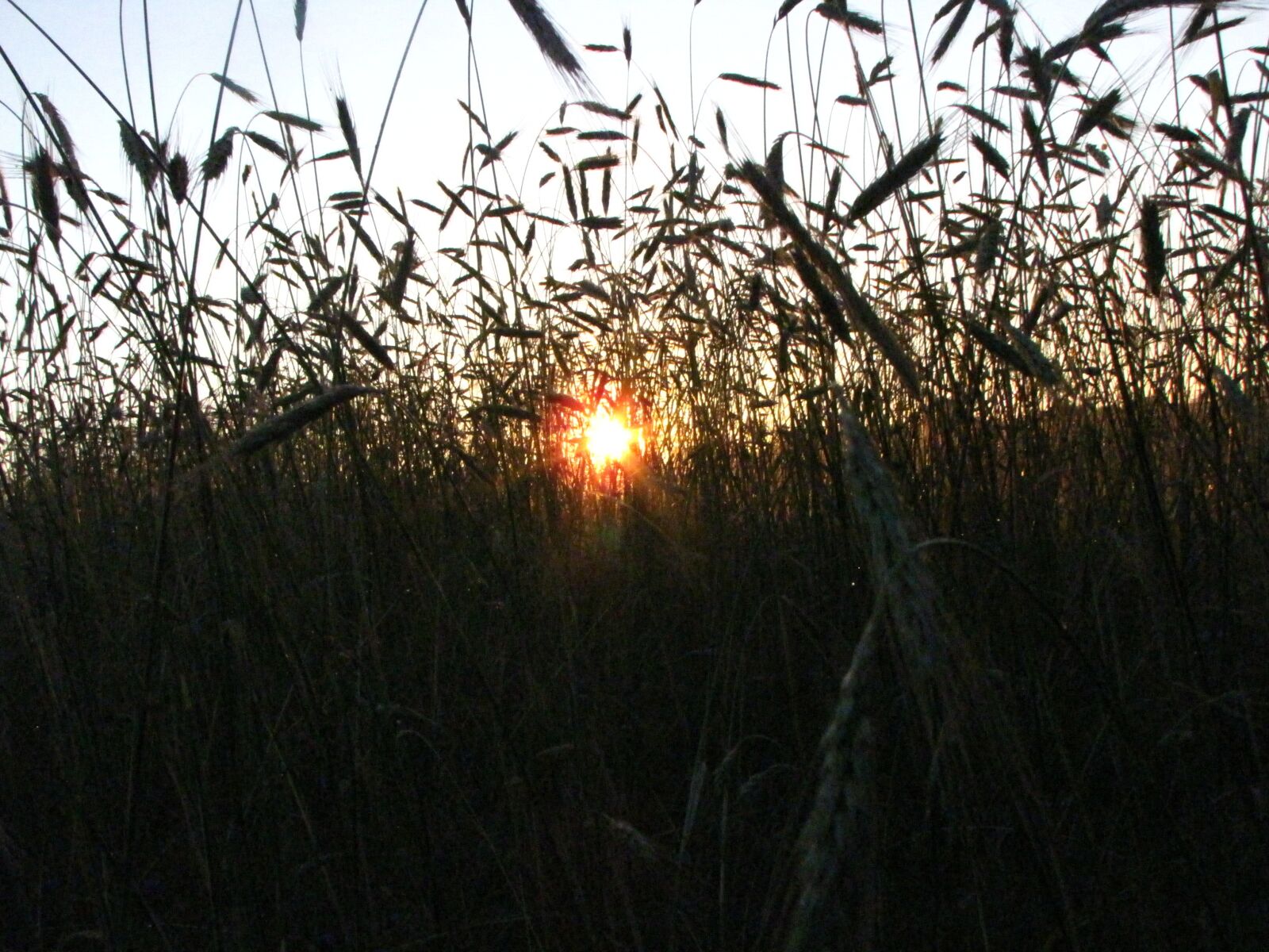 Canon PowerShot SX10 IS sample photo. Corn, the sun, field photography