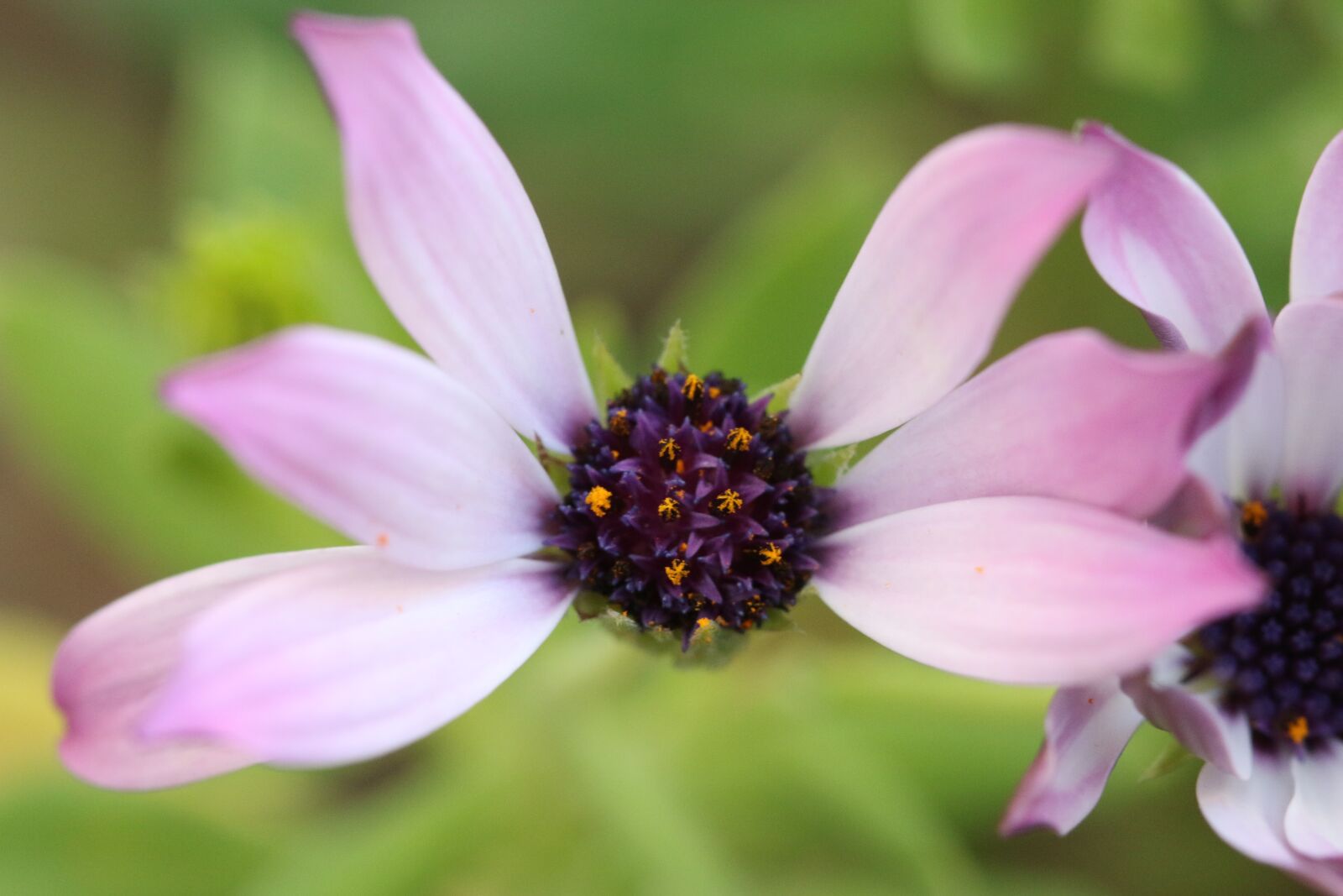 Canon EOS 70D + Canon EF 100mm F2.8 Macro USM sample photo. Pink, purple, flower photography