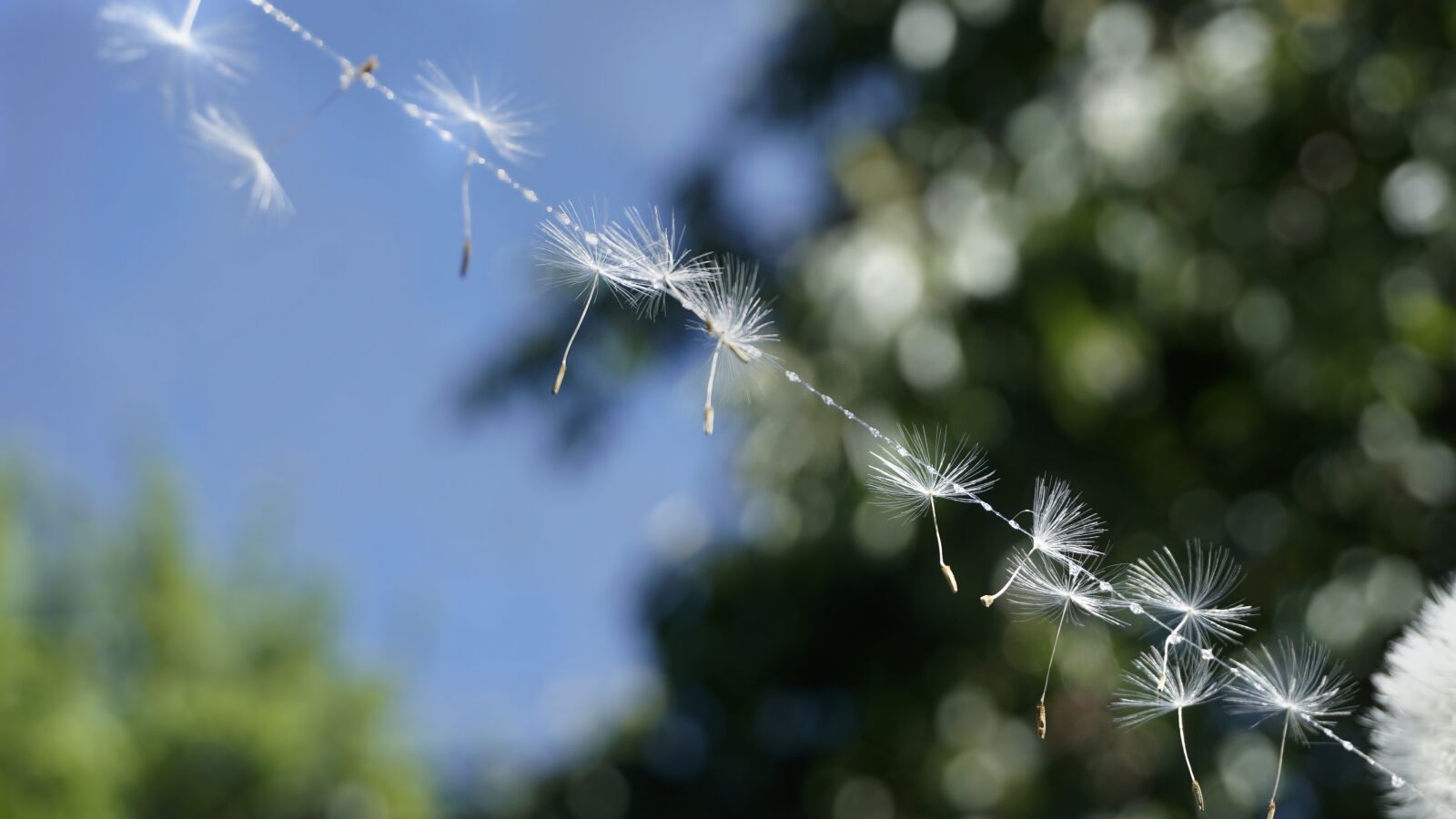 Sony a6000 sample photo. Dandelion, screen, nature photography