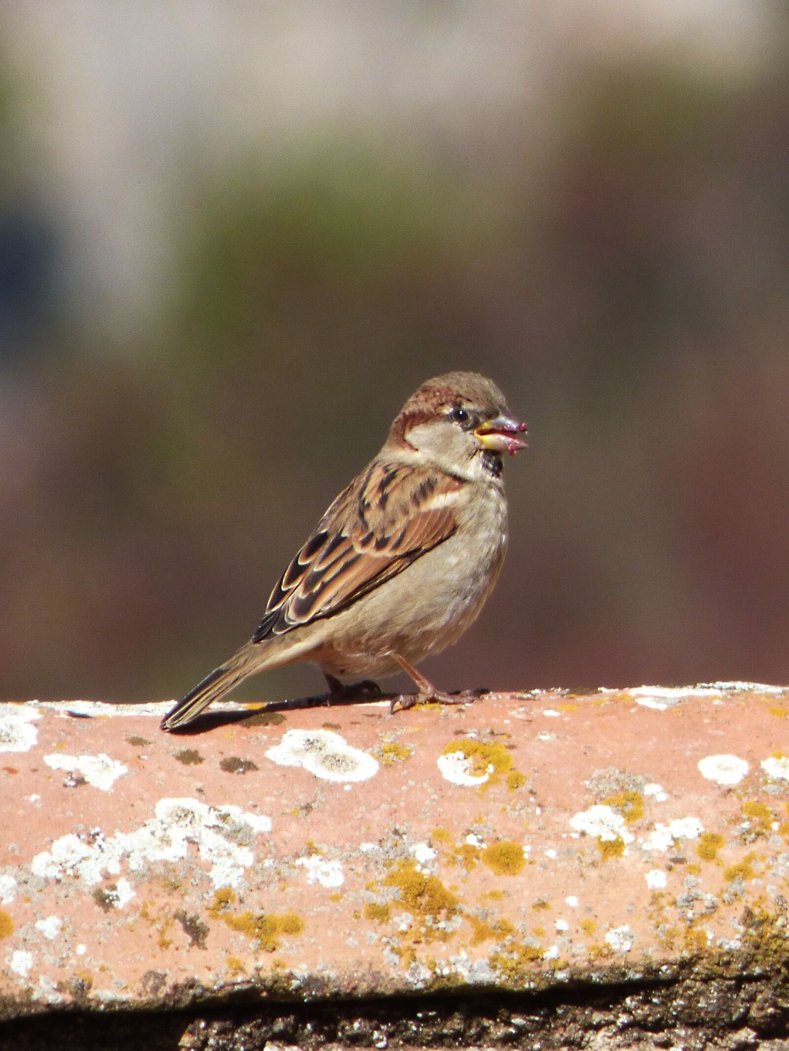 Panasonic Lumix DMC-FZ70 sample photo. Sparrow, pardal, bird photography