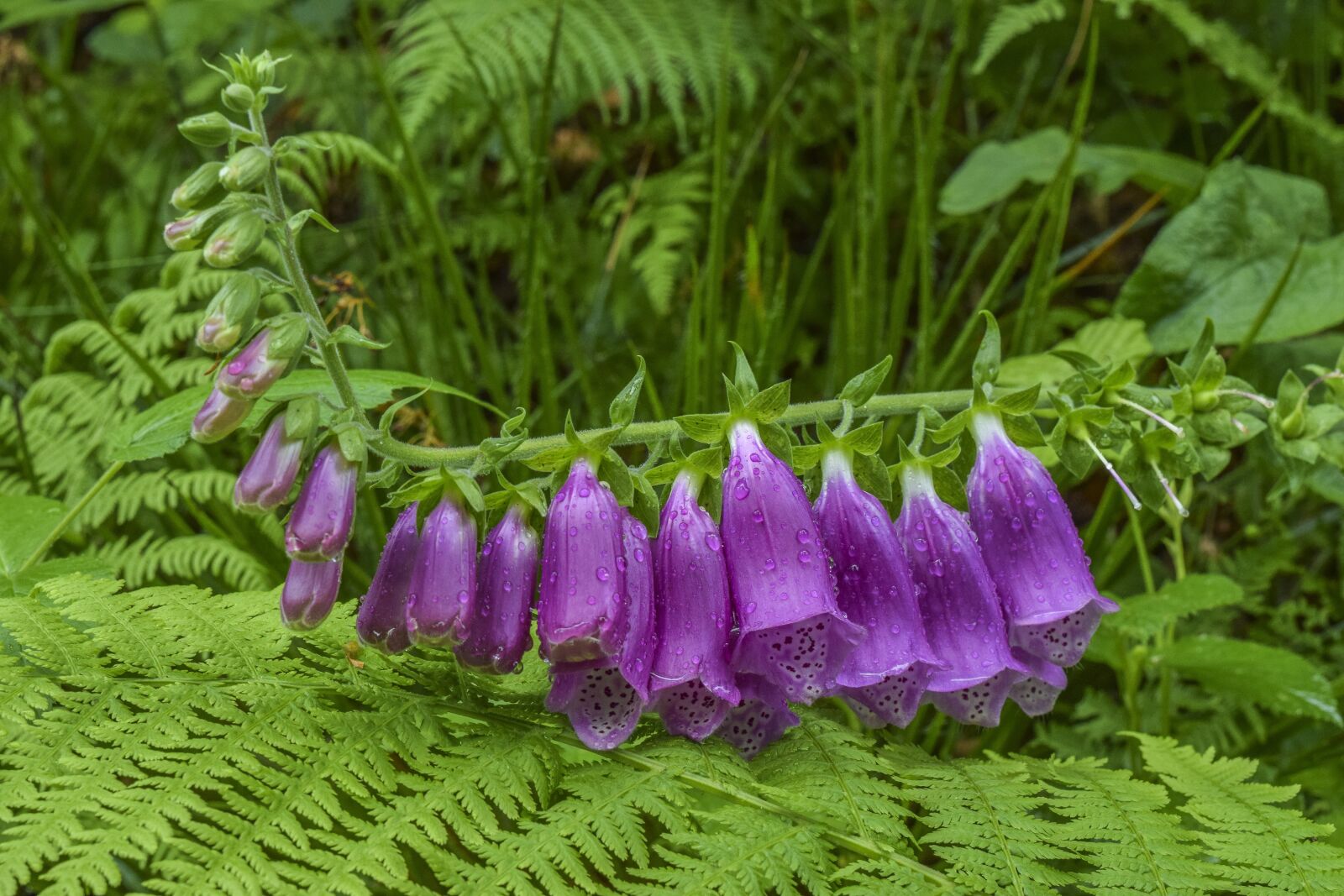 Nikon D3300 sample photo. Thimble, plant, flower photography