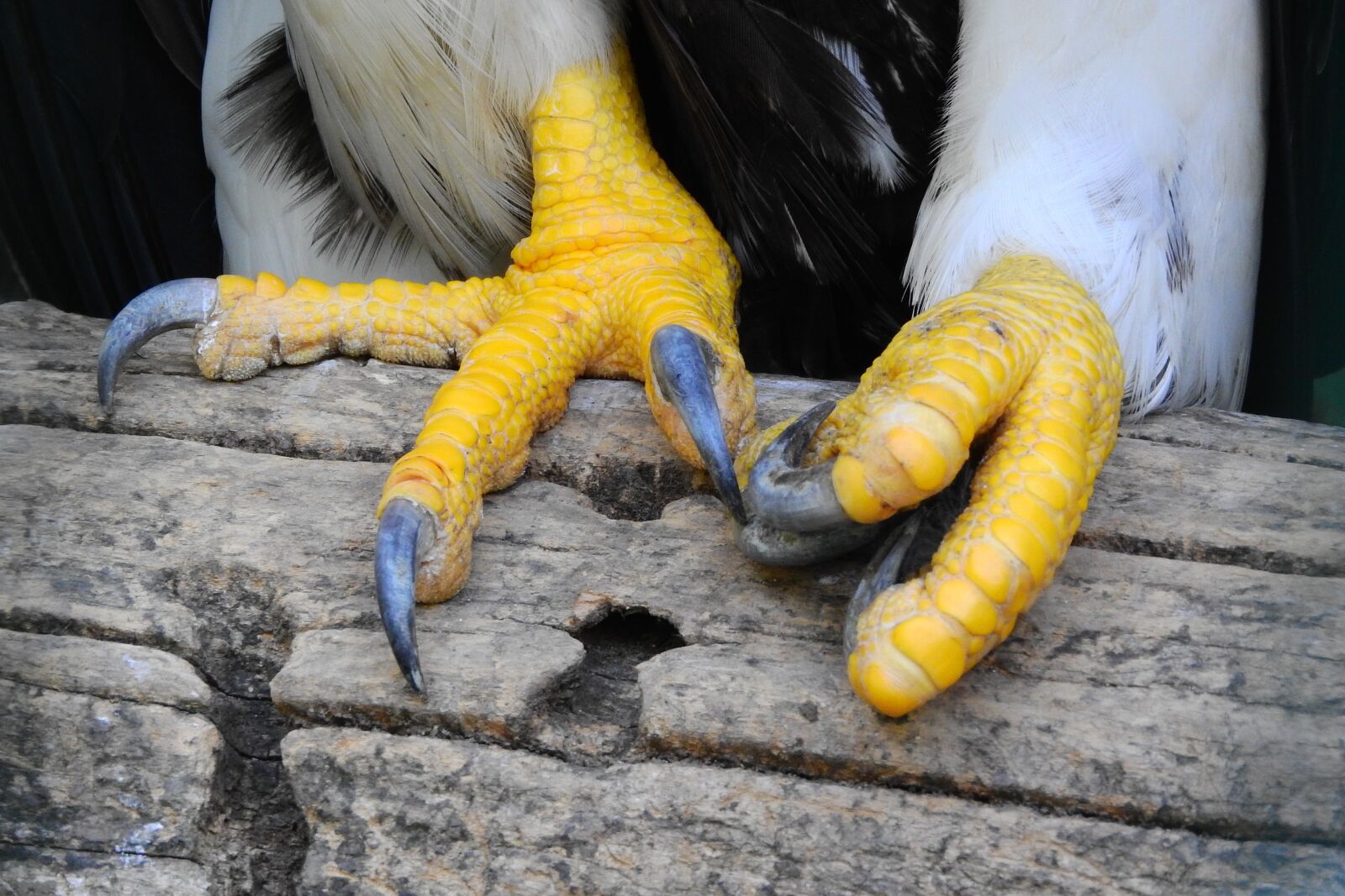 Nikon Coolpix P610 sample photo. Joints, bird's-foot, claws photography
