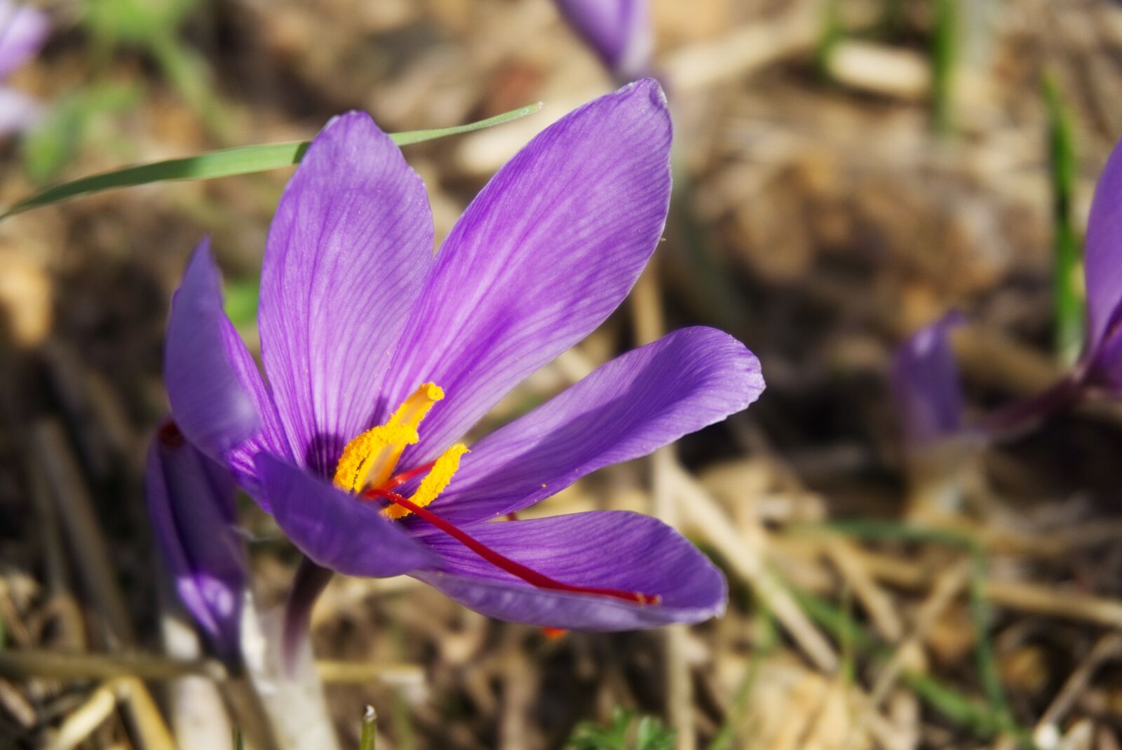 Sony a6000 sample photo. Saffron, crocus sativus, saffron photography