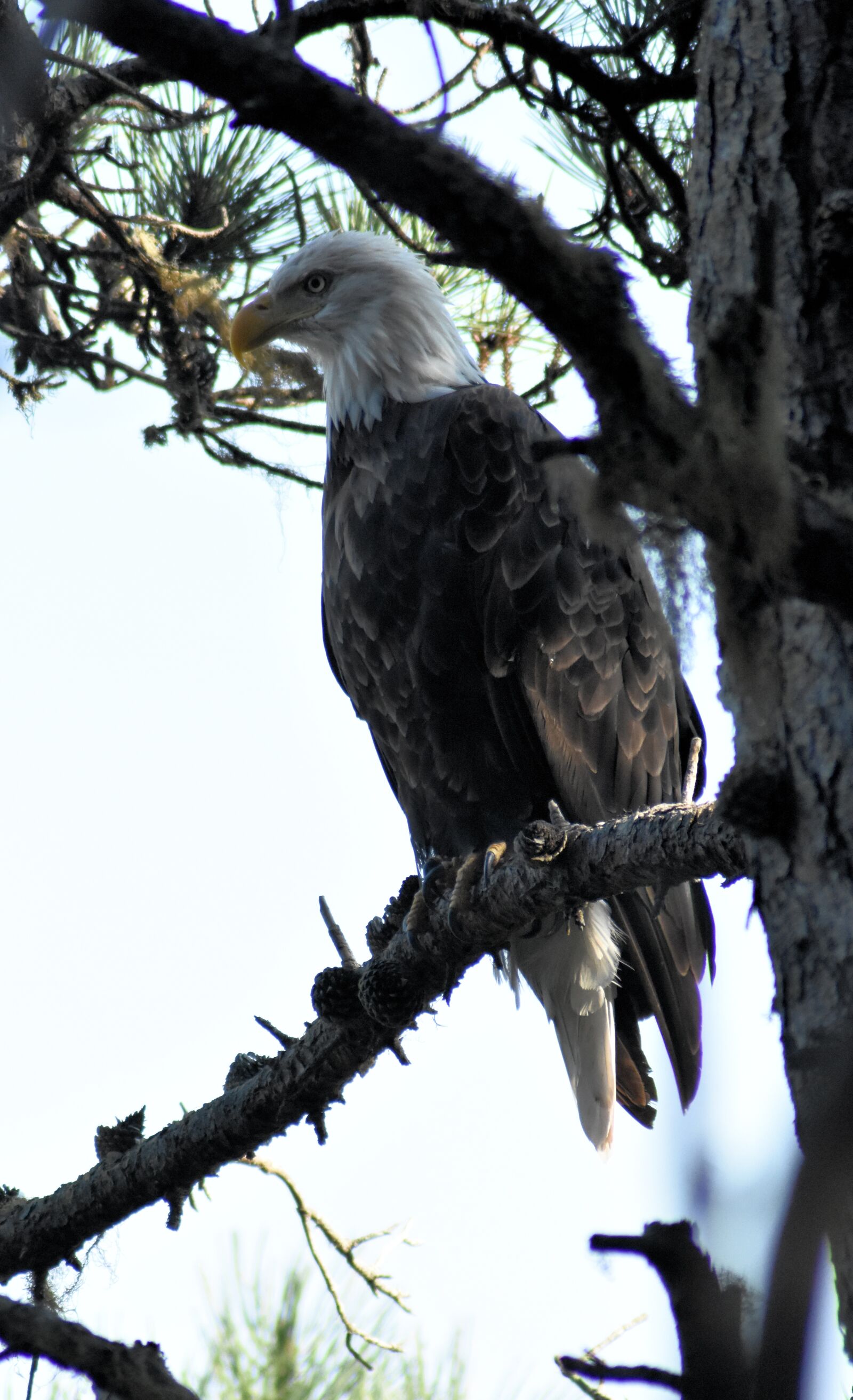 Nikon D3400 sample photo. Eagle, bird of prey photography