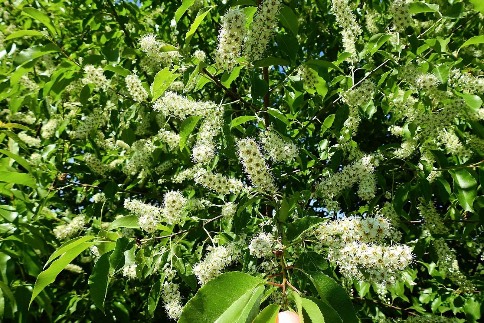 Nikon Coolpix P900 sample photo. Flowering tree, spring photography