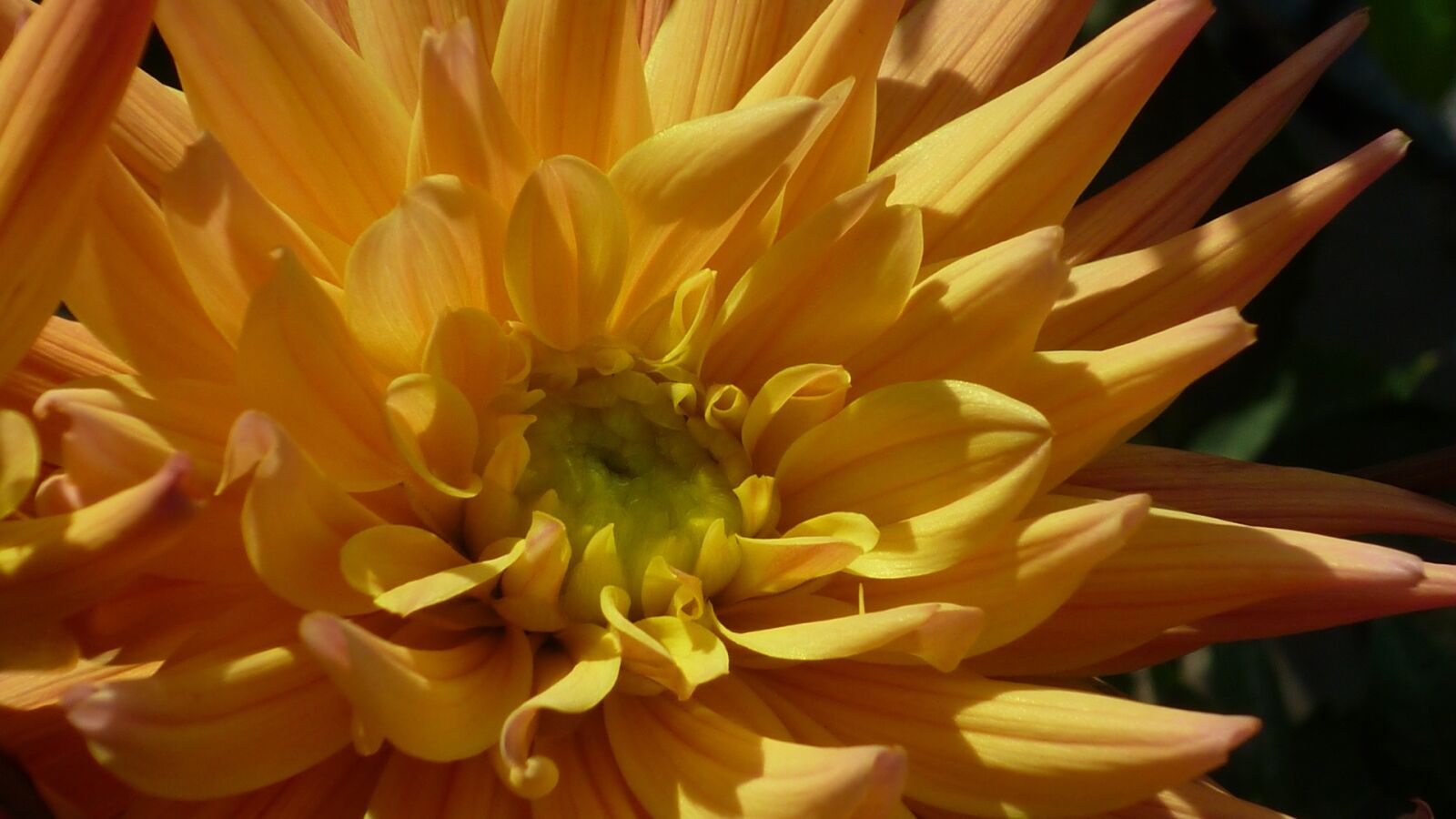 Panasonic Lumix DMC-FS6 sample photo. Dahlia, flower, magnificent photography