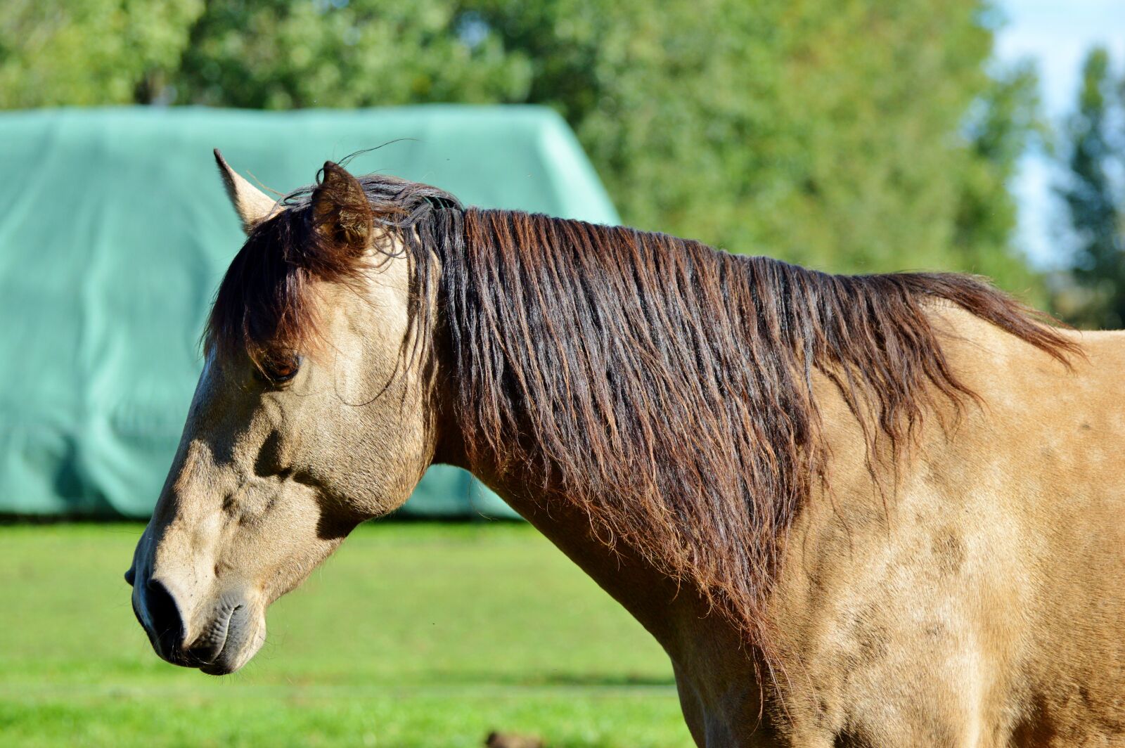 Nikon D3200 sample photo. Horse, ride, reiter photography