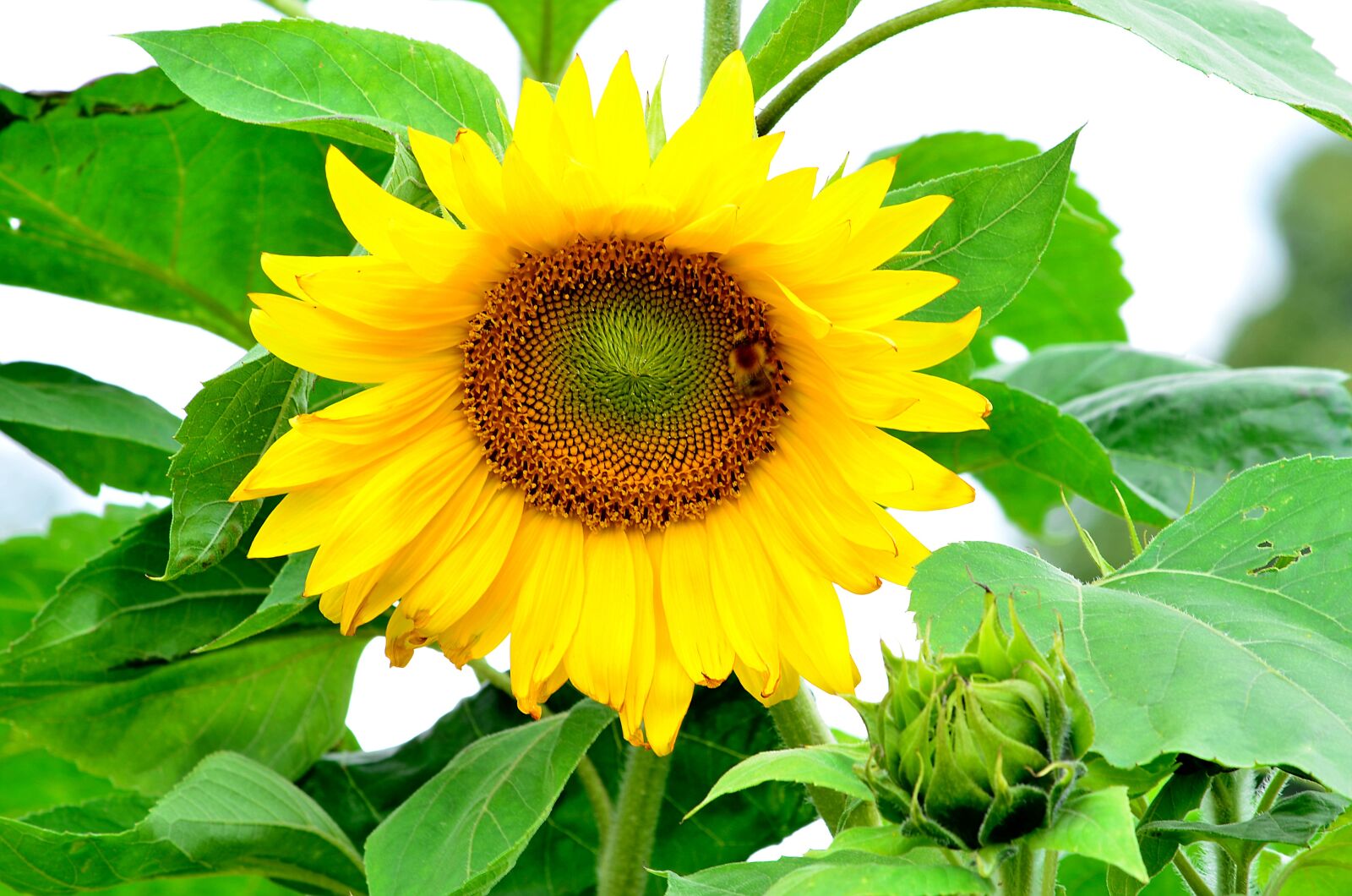 Nikon D5100 sample photo. Garden, sunflower, blooming photography