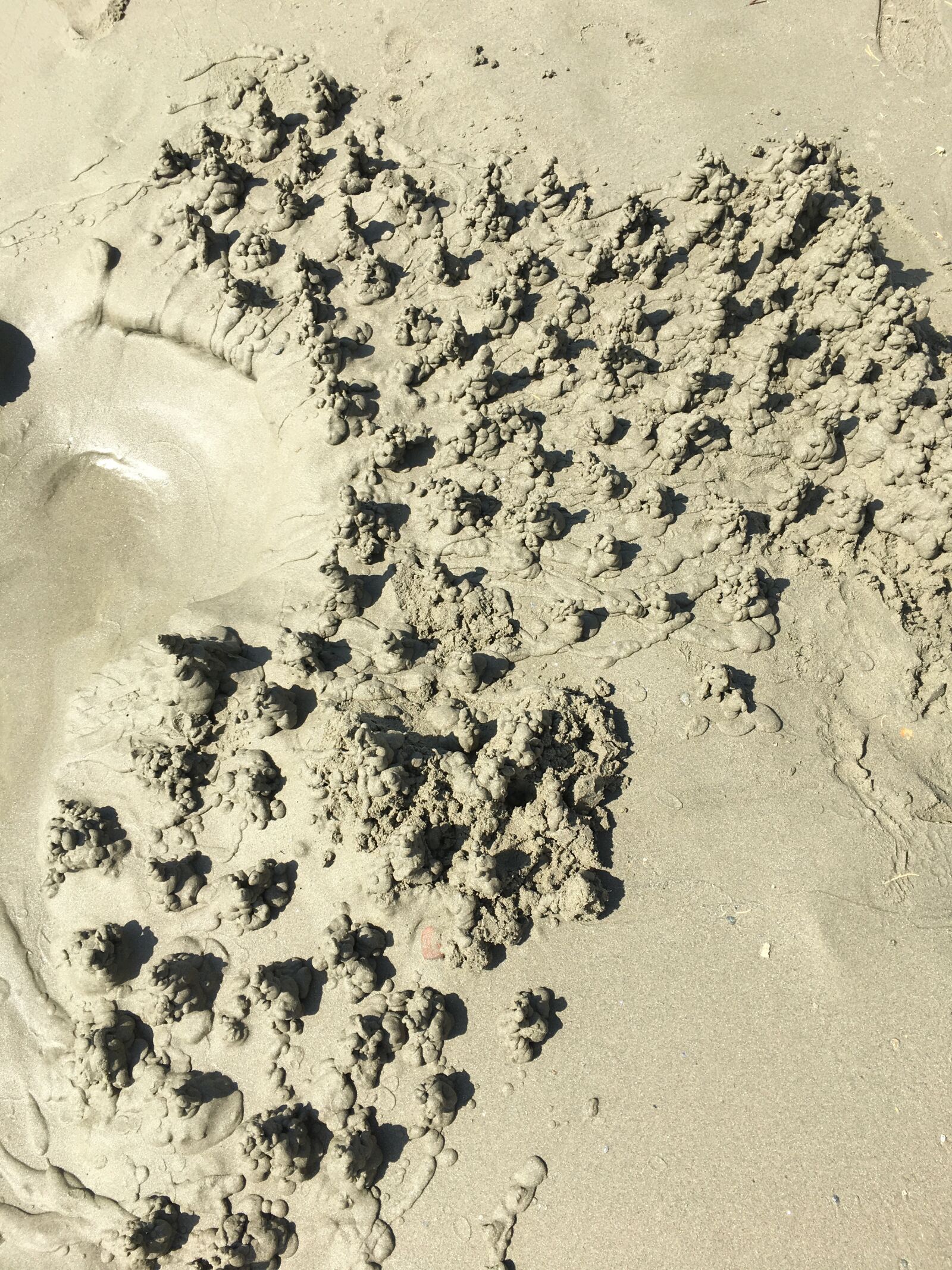 Apple iPhone 6s sample photo. Sand, forest, landscape photography