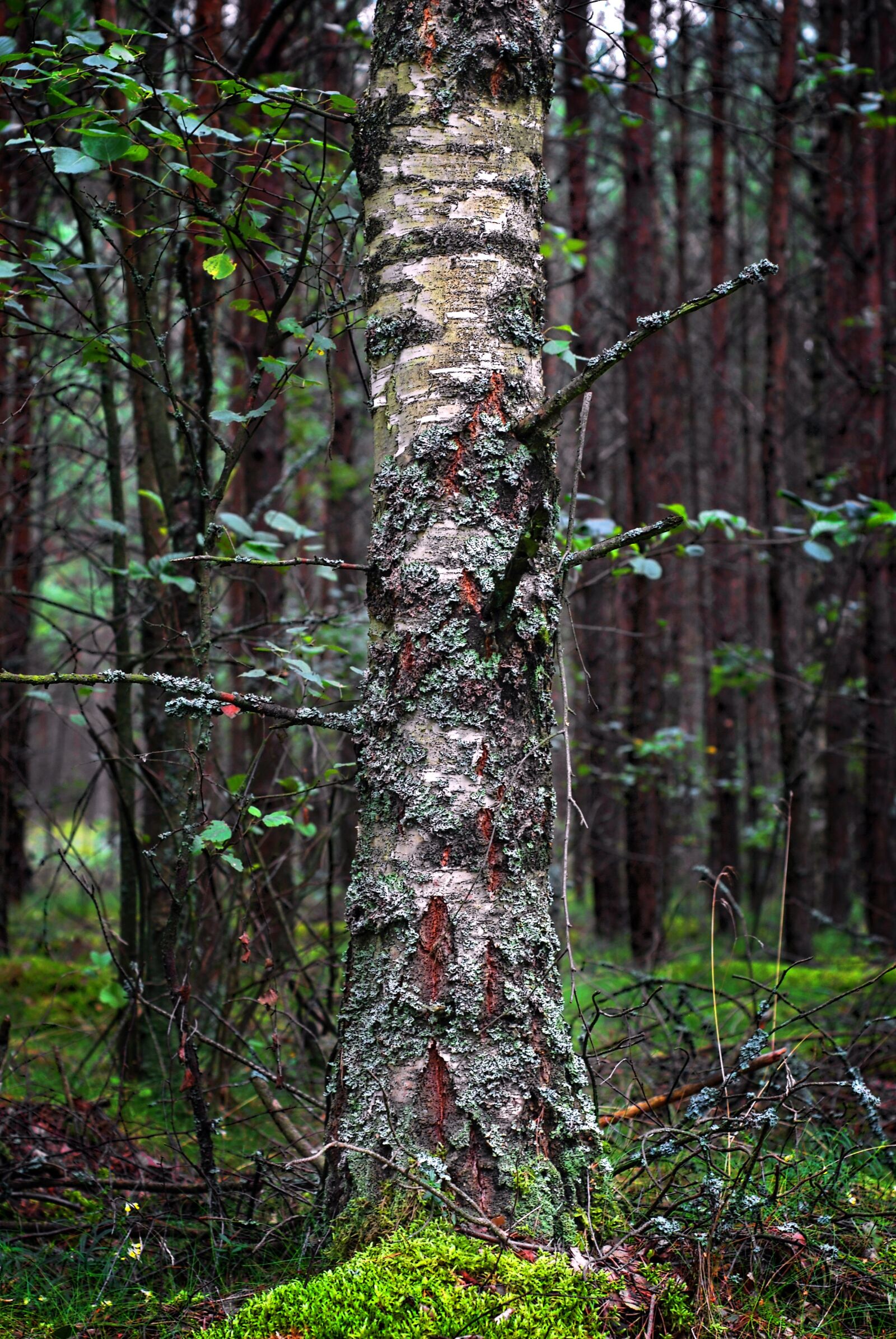 Nikon D80 sample photo. Birch, forest, the bark photography