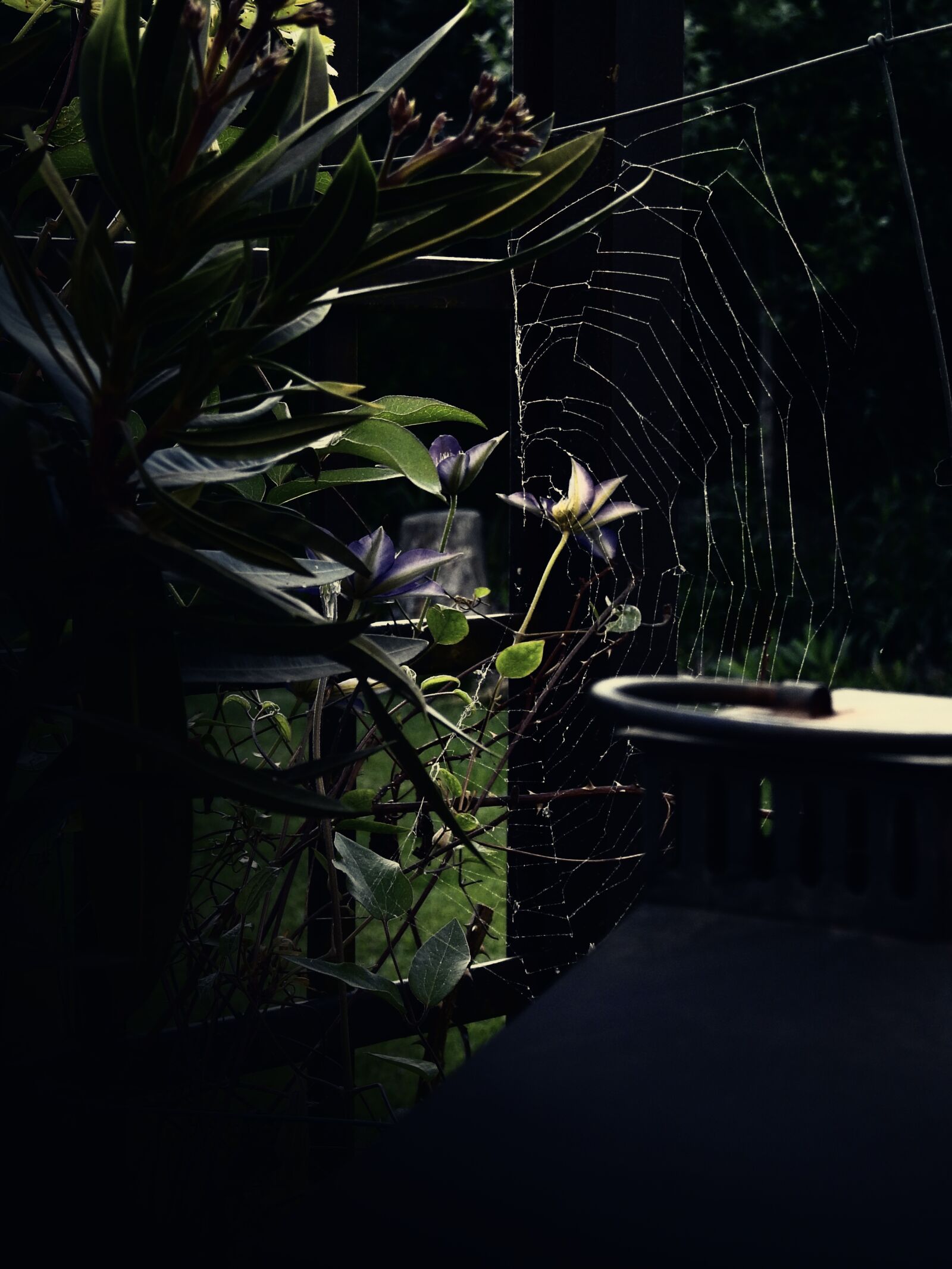 Nikon Coolpix P900 sample photo. Mood, nature, cobweb photography