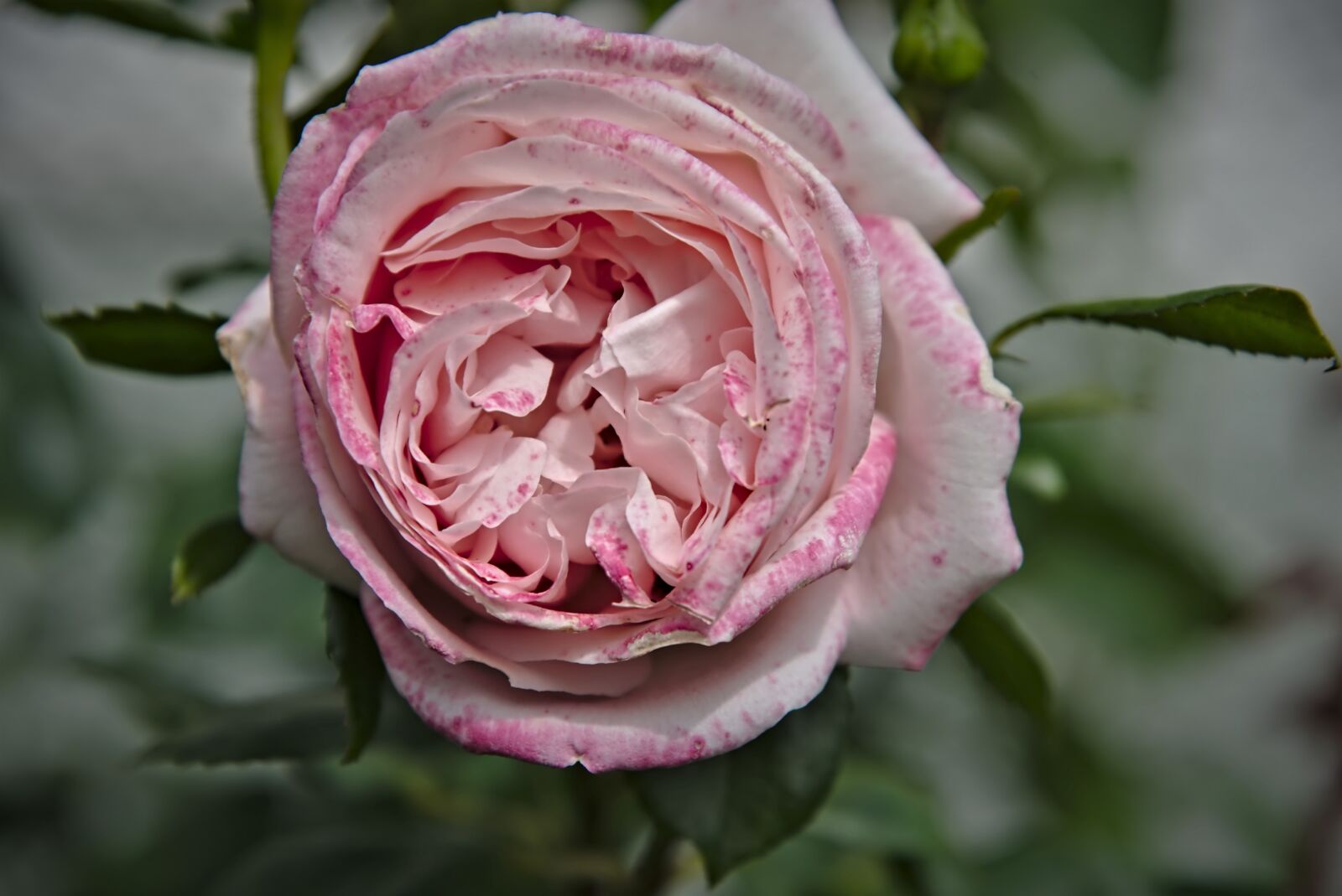 Nikon D750 sample photo. Rose, rose bloom, bi photography
