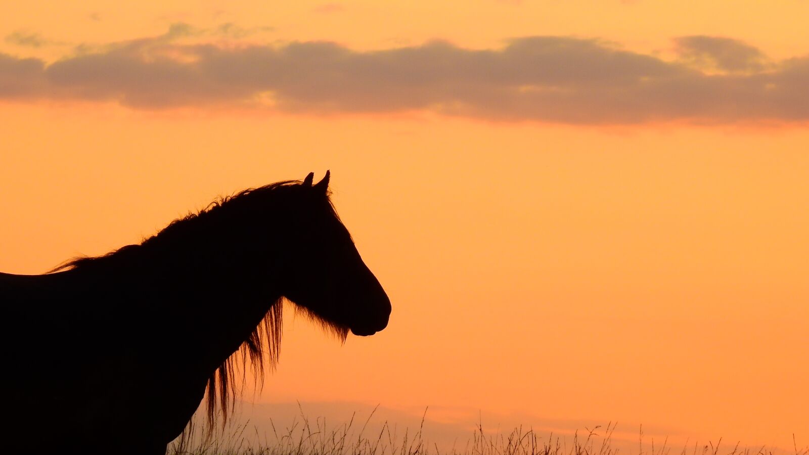 Nikon Coolpix P900 sample photo. The horse, sky, view photography