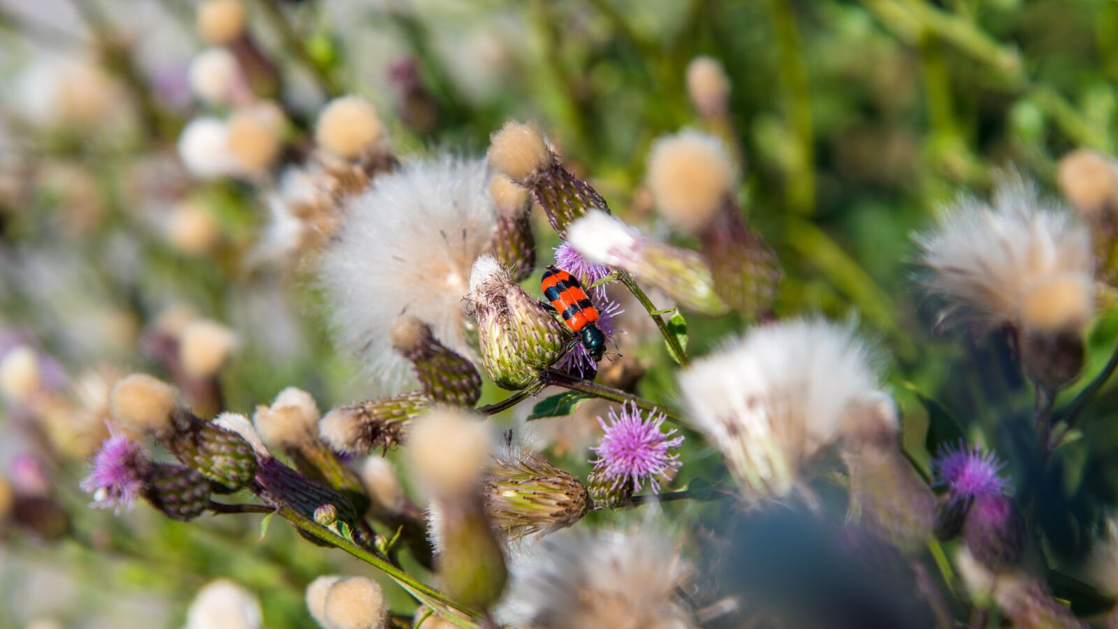 Nikon D850 sample photo. Thistle, weed, nature photography